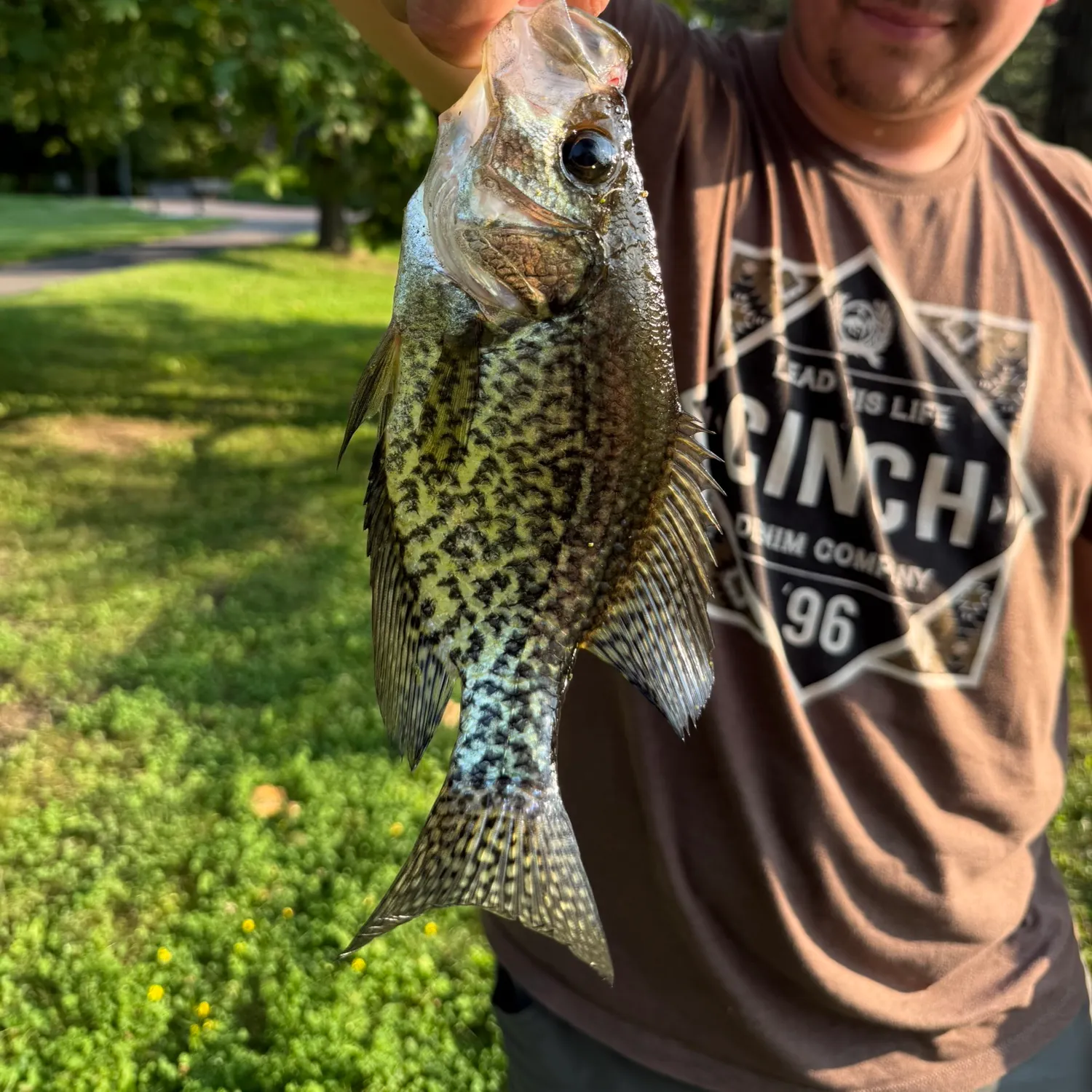 Black crappie caught on Fishbrain