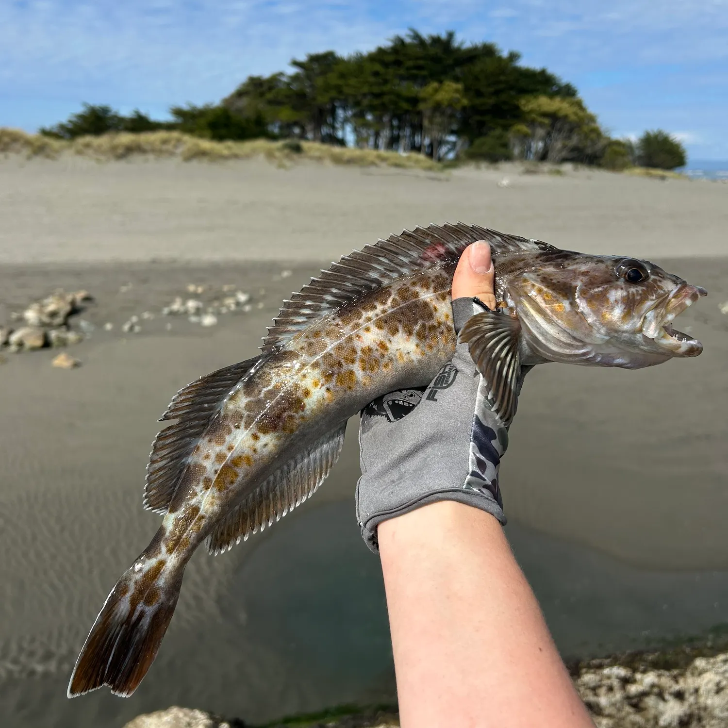 The most recent Lingcod catches on Fishbrain