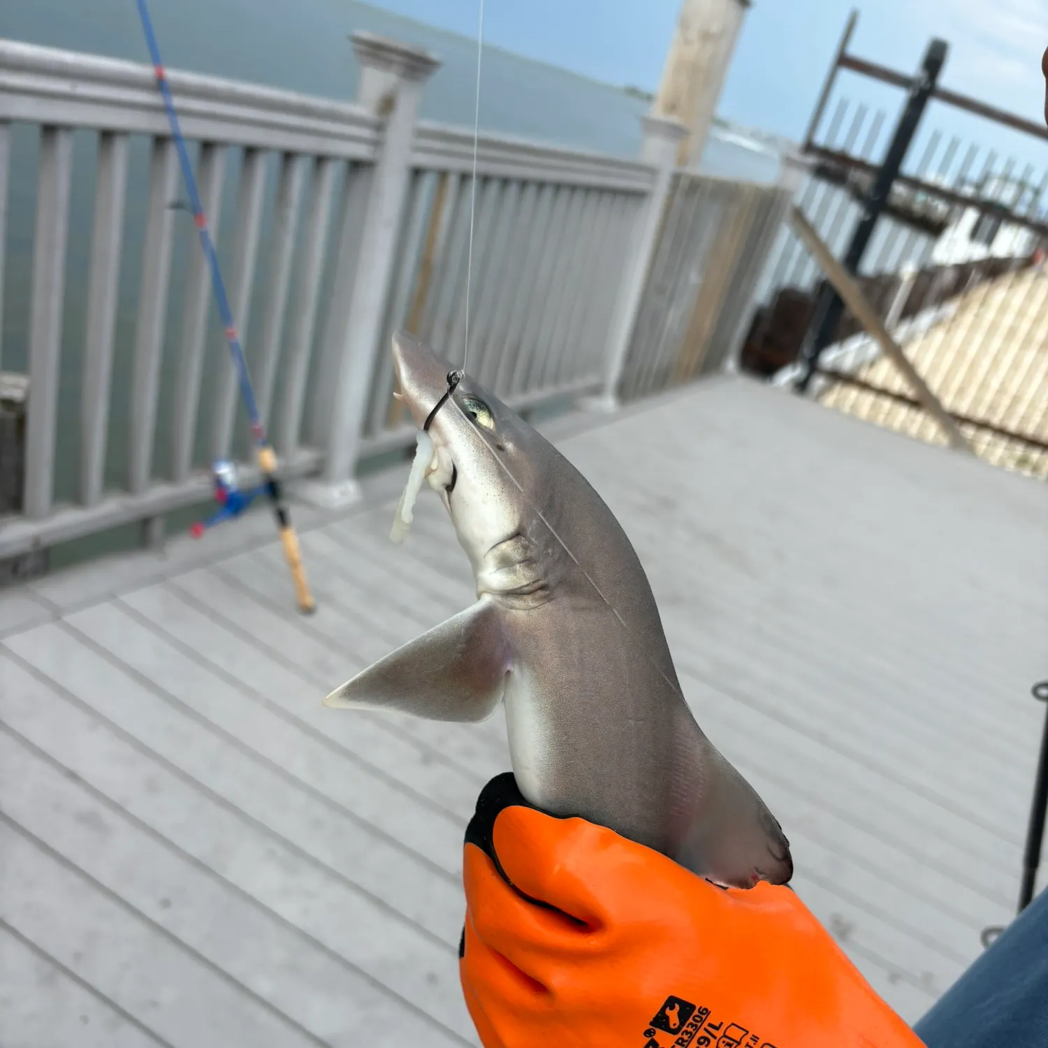 Dusky smooth-hound caught on Fishbrain