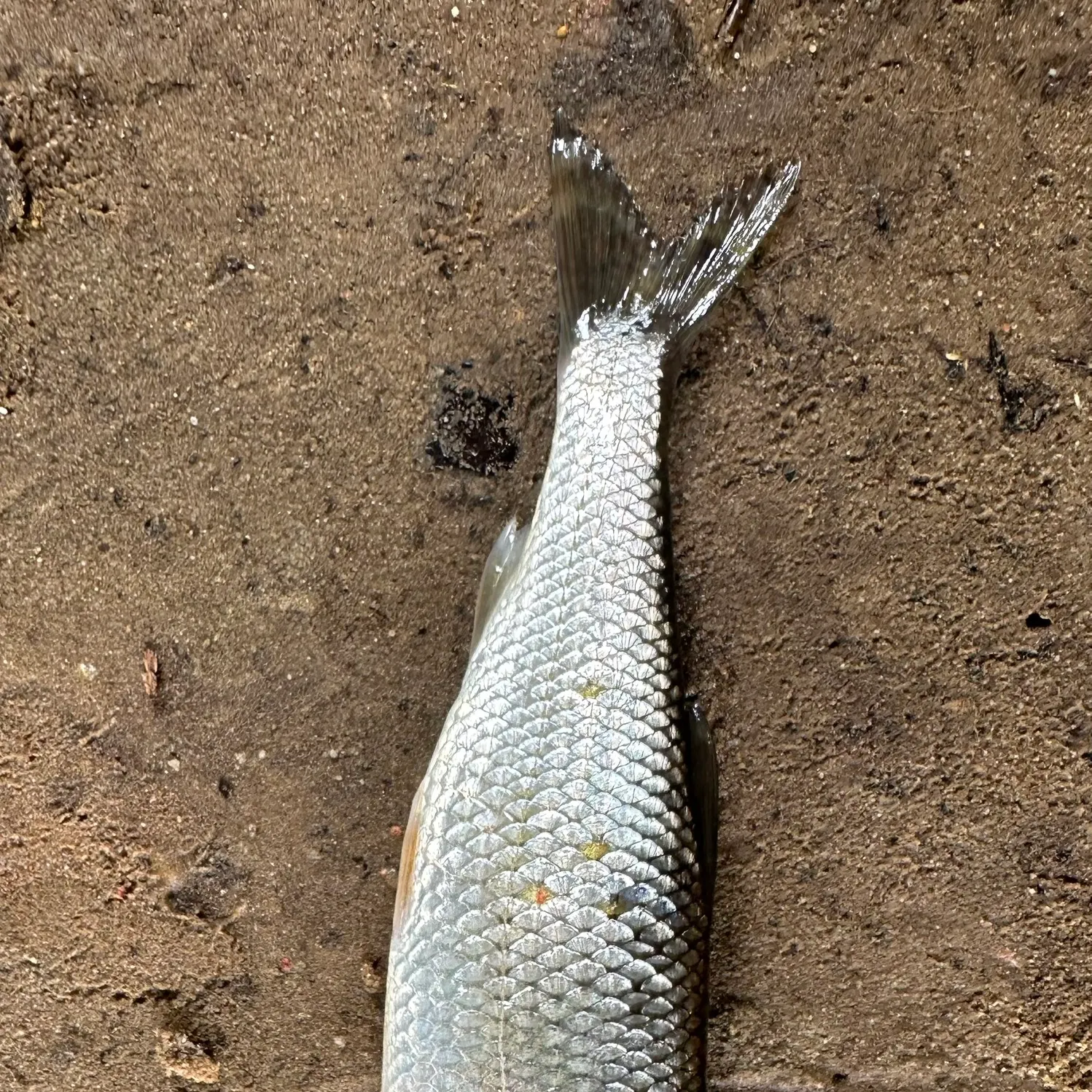 Common roach caught on Fishbrain