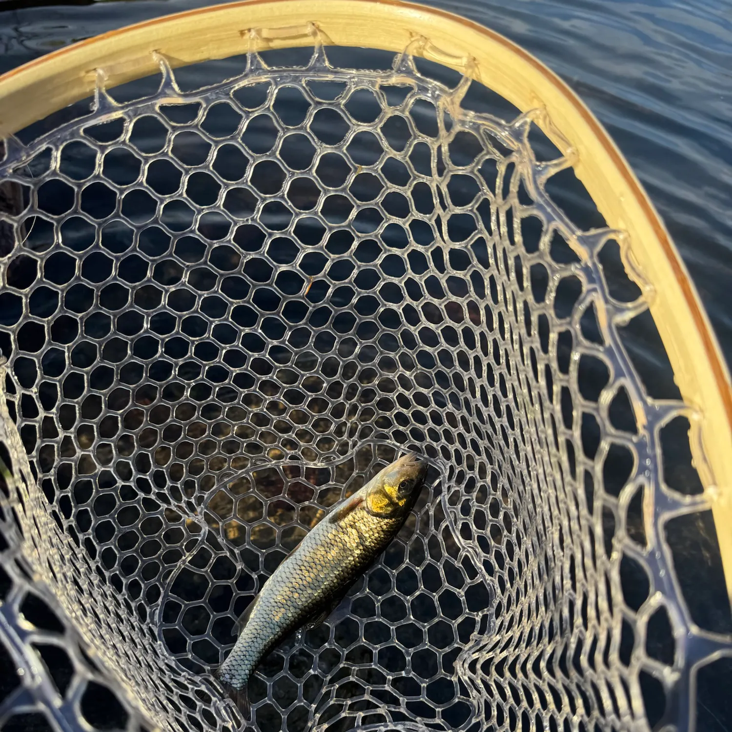 Fish caught on Fishbrain