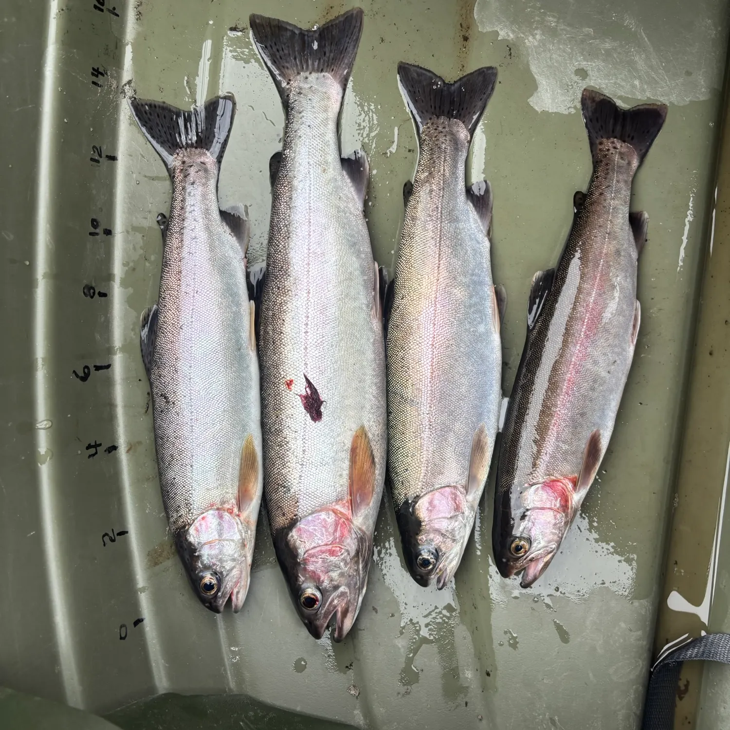 recently logged catches