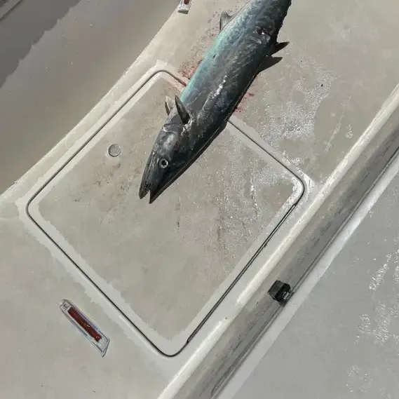 The most recent King mackerel catches on Fishbrain