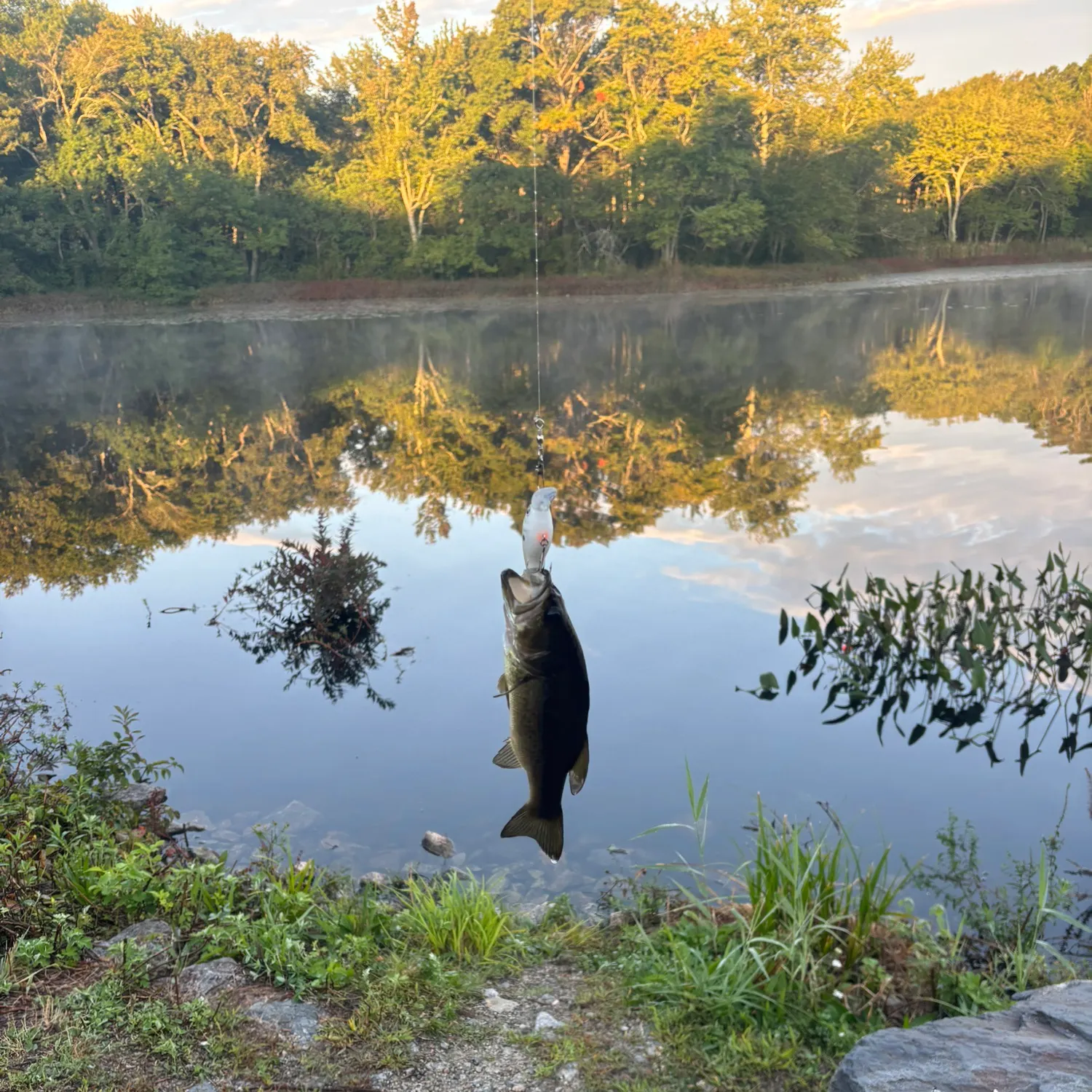 Largemouth bass caught on Fishbrain
