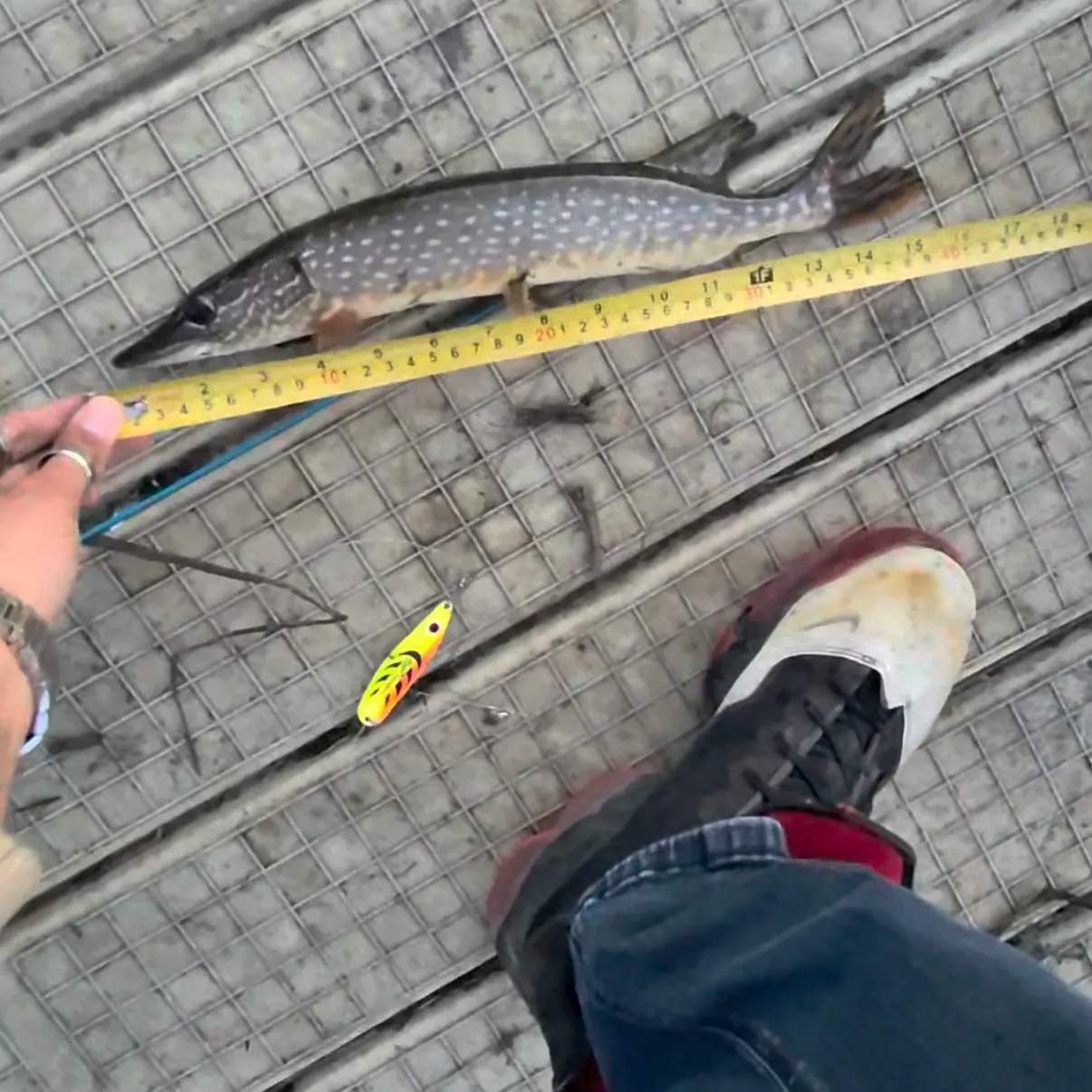 recently logged catches