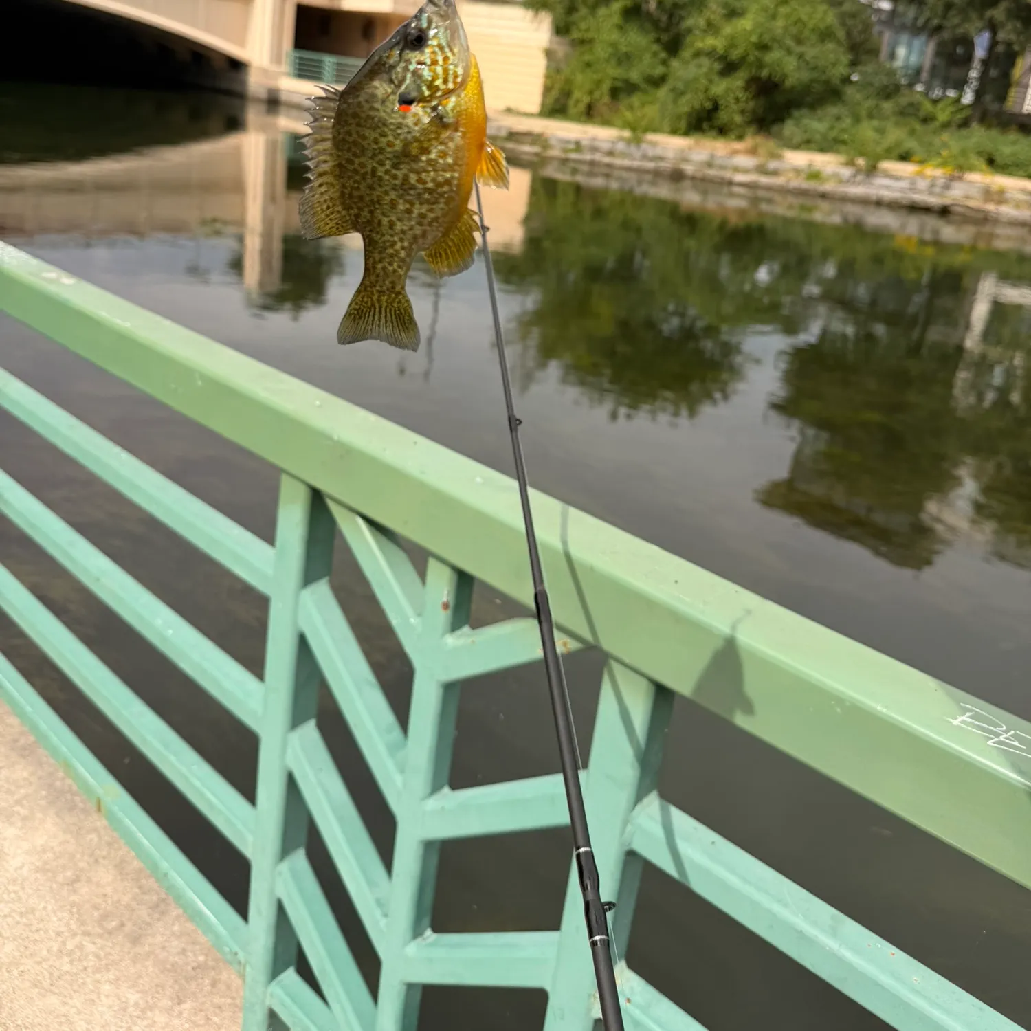 Pumpkinseed caught on Fishbrain