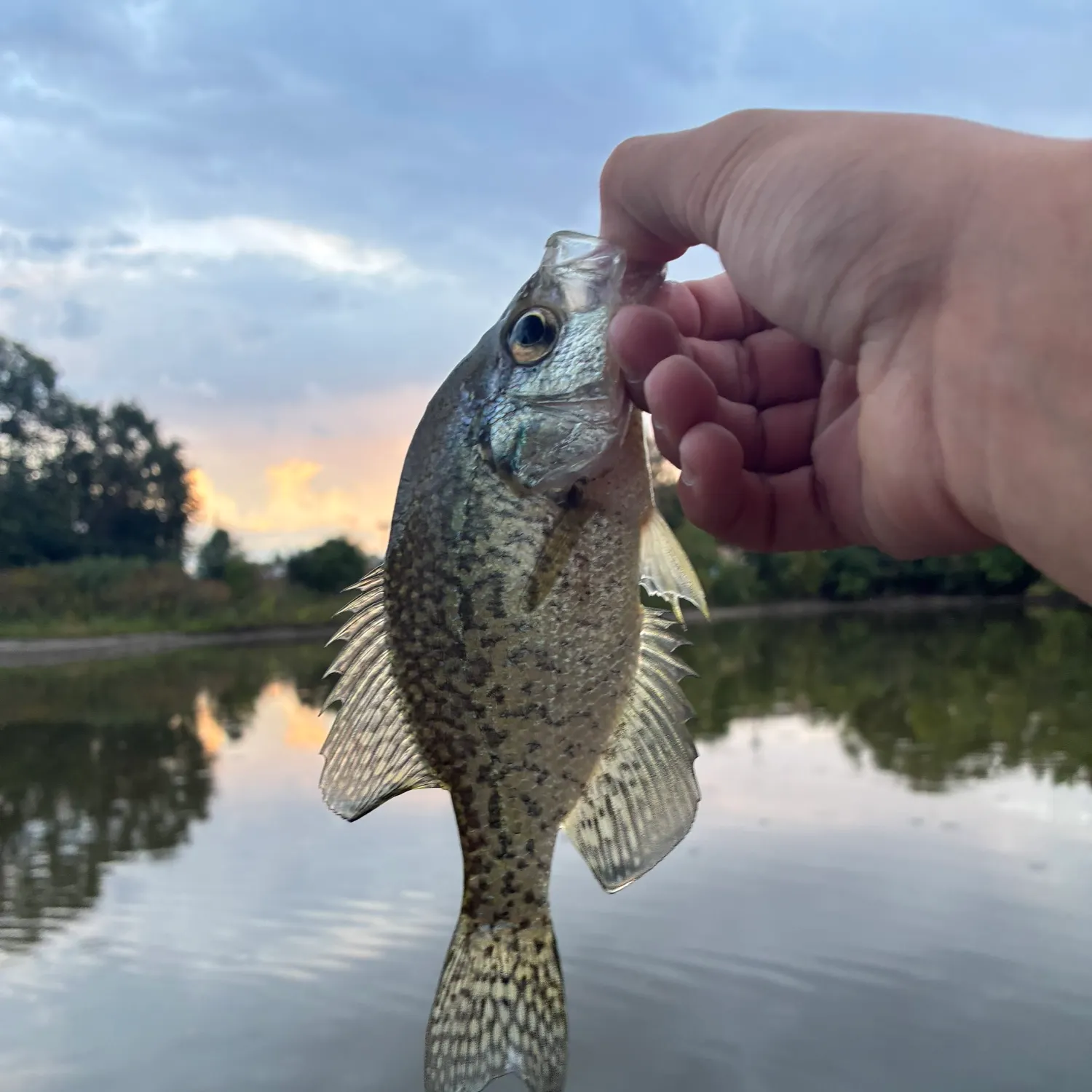 Black crappie caught on Fishbrain