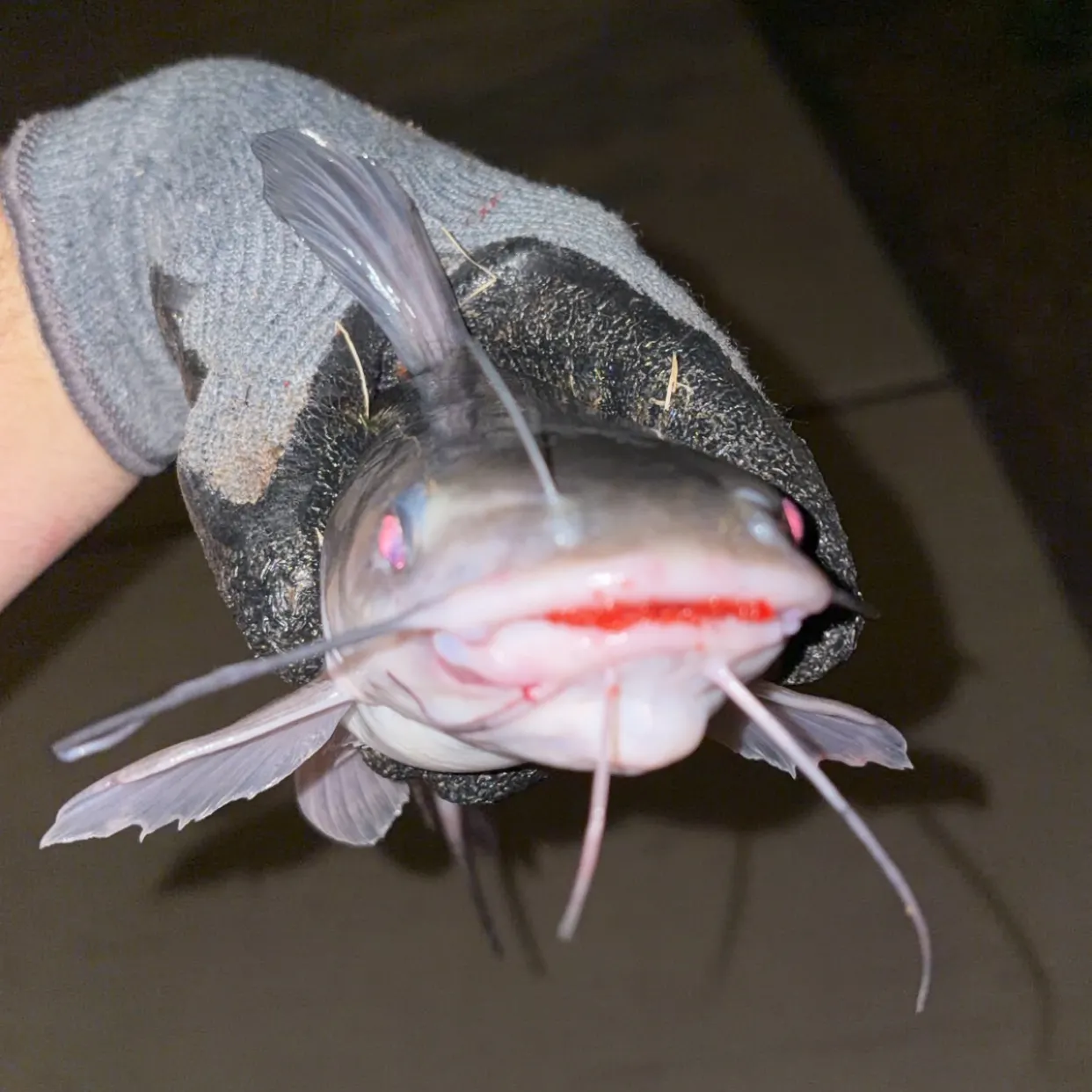 Channel catfish caught on Fishbrain