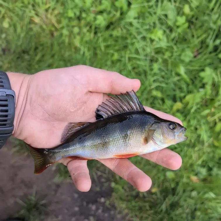 European perch caught on Fishbrain