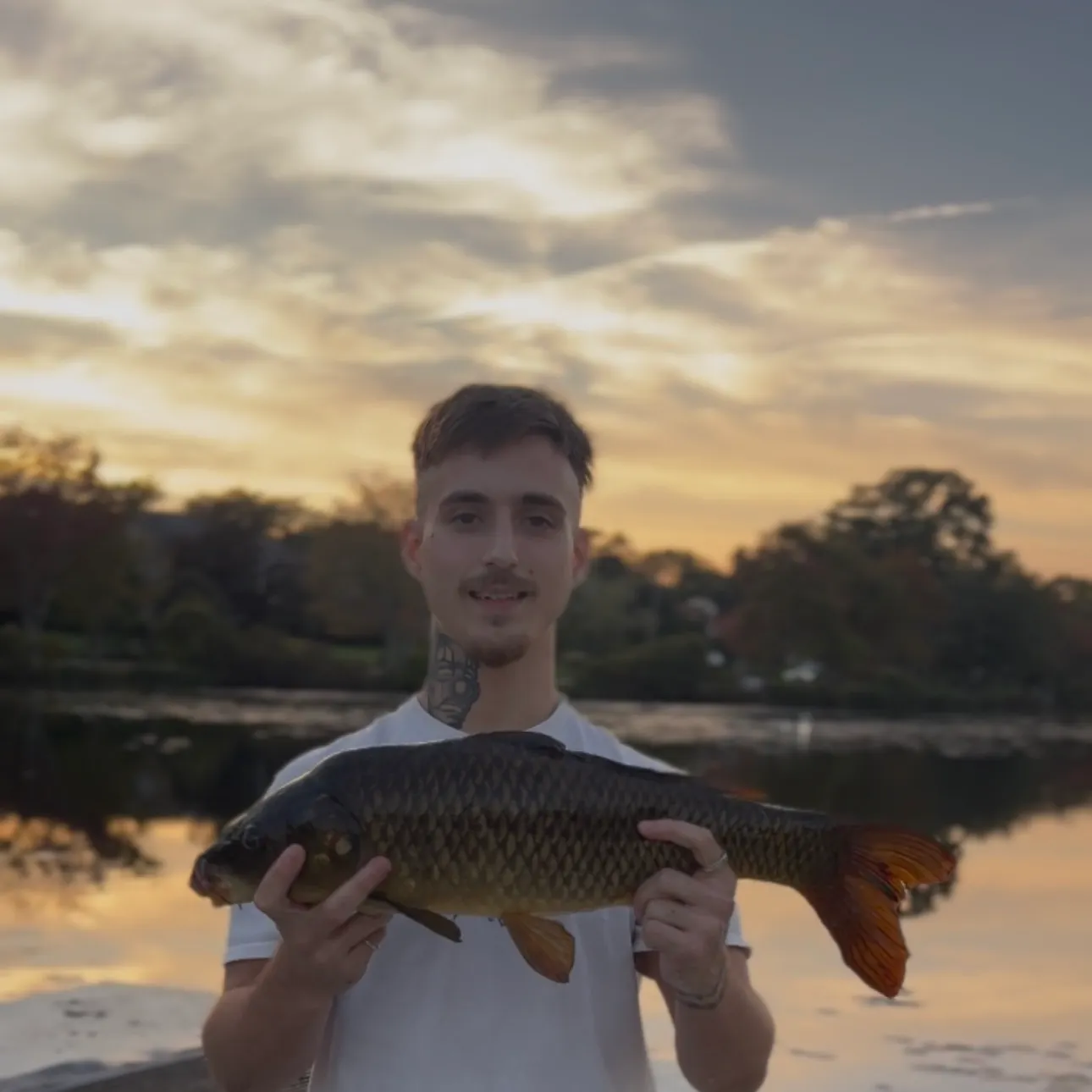 Common carp caught on Fishbrain
