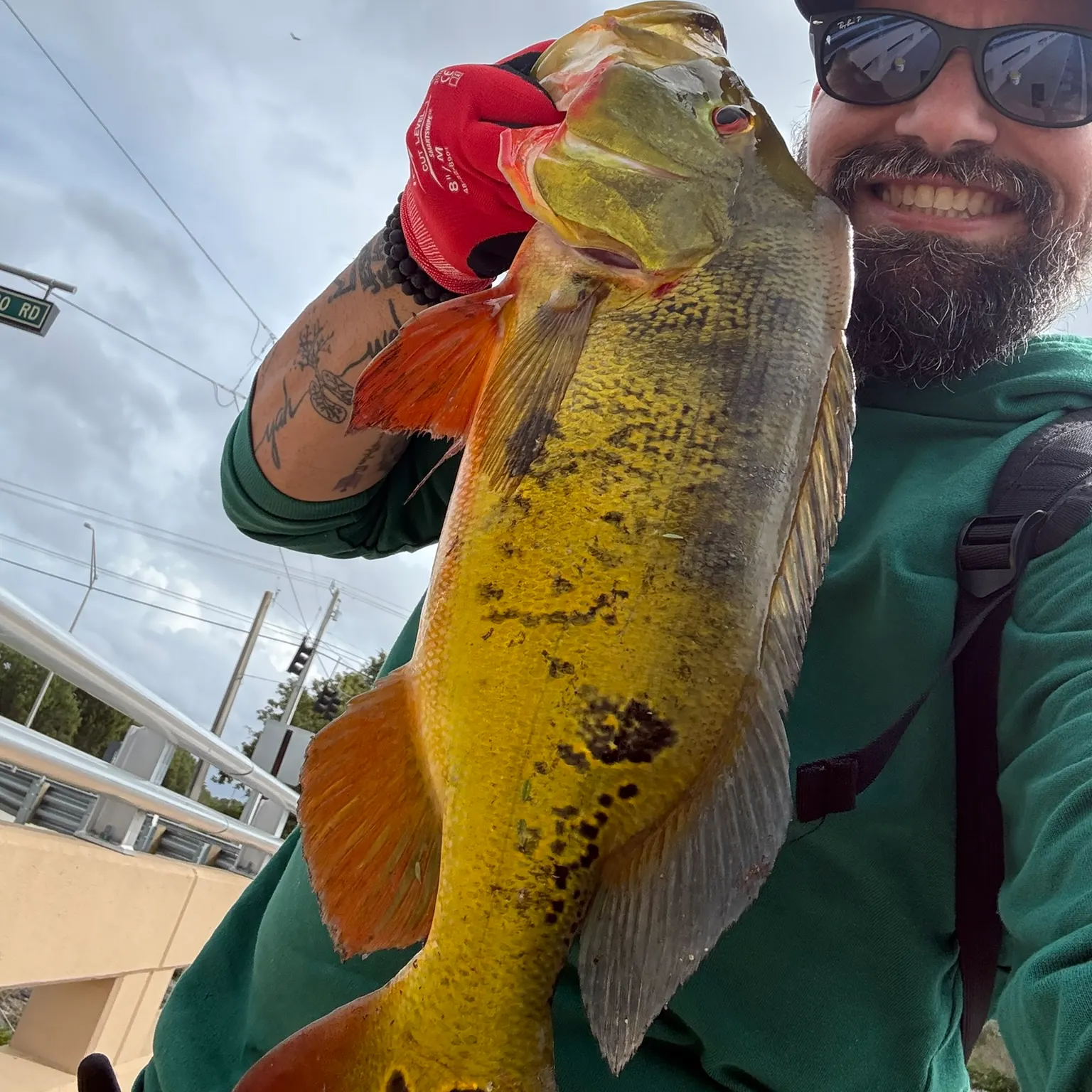 The most recent Butterfly peacock bass catches on Fishbrain