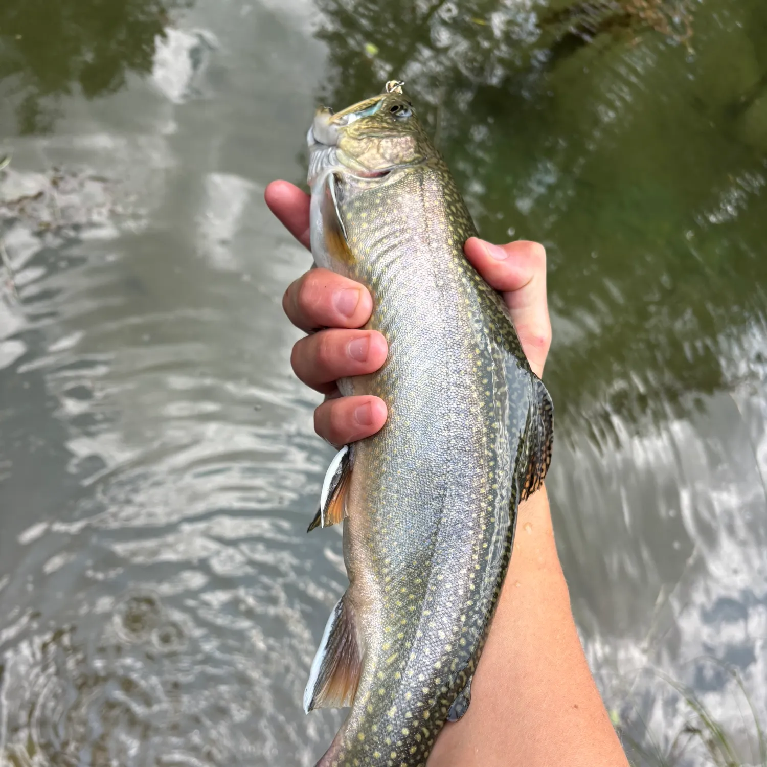 Brook trout caught on Fishbrain