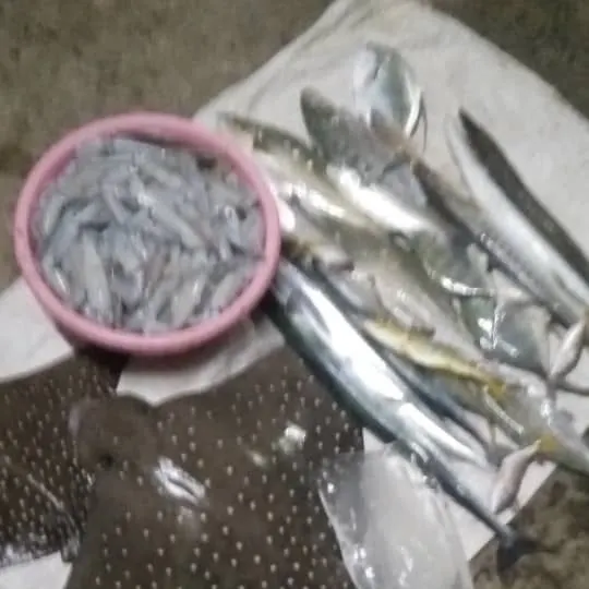 Fish caught on Fishbrain