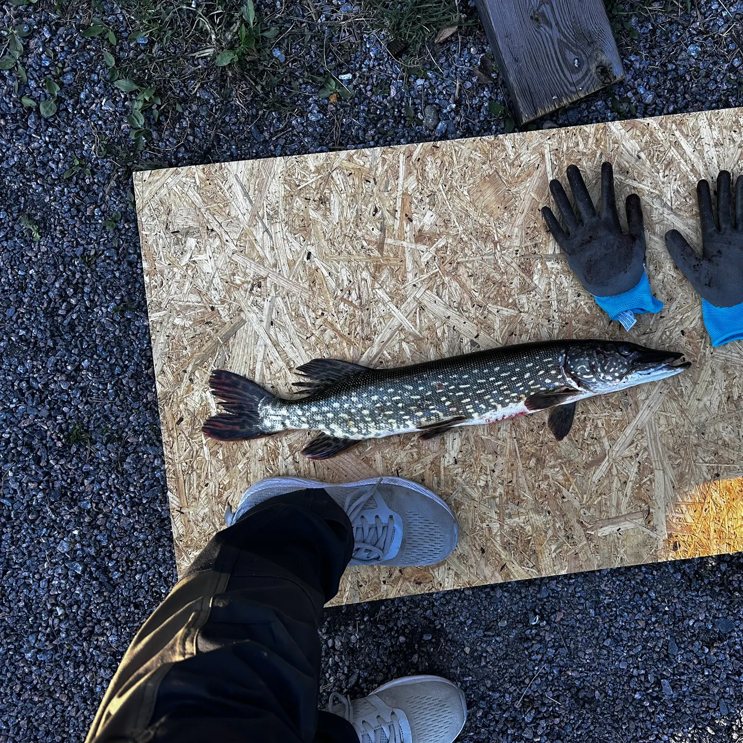 recently logged catches