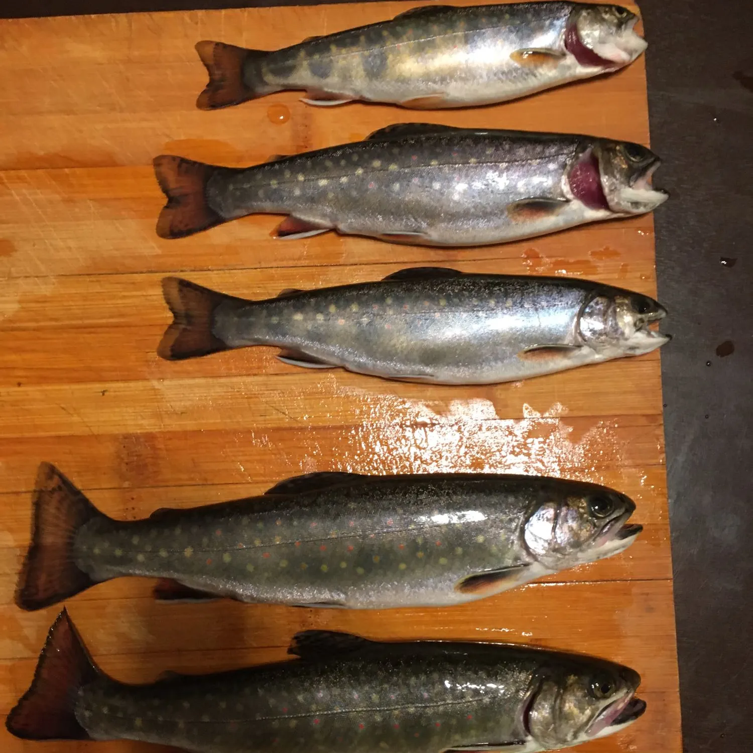 recently logged catches