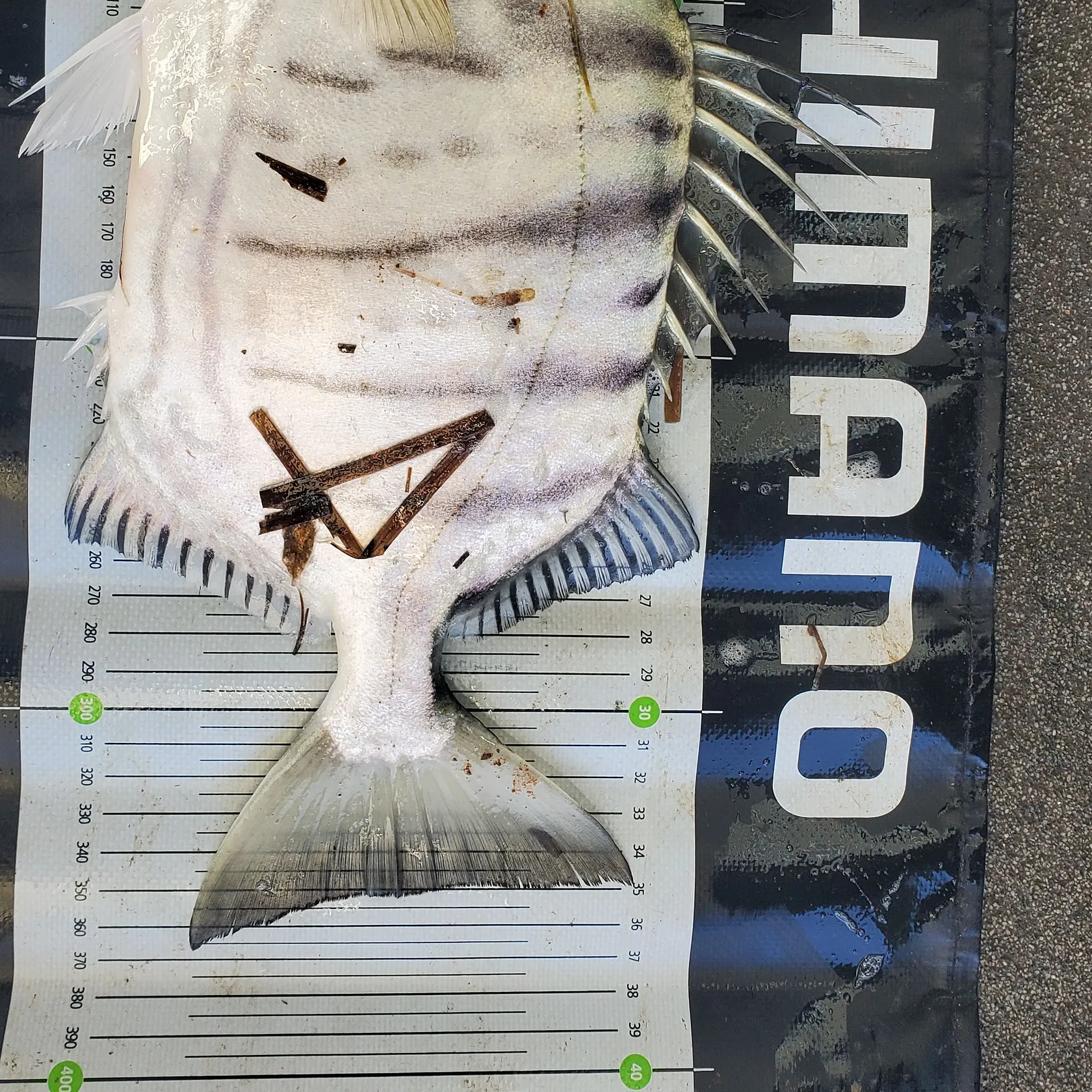 The most recent Spotbanded scat catches on Fishbrain