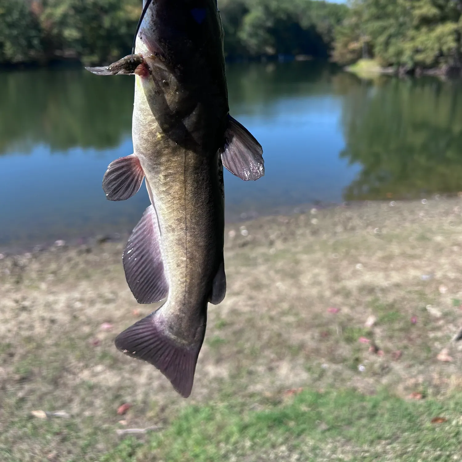 Brown bullhead caught on Fishbrain
