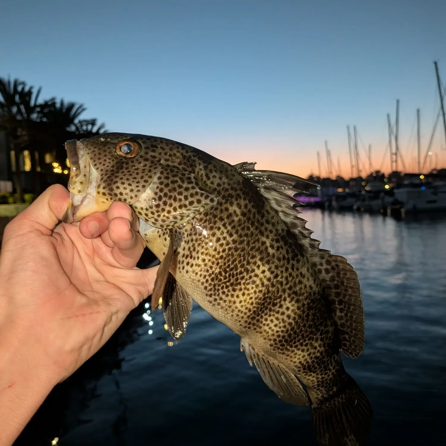catch