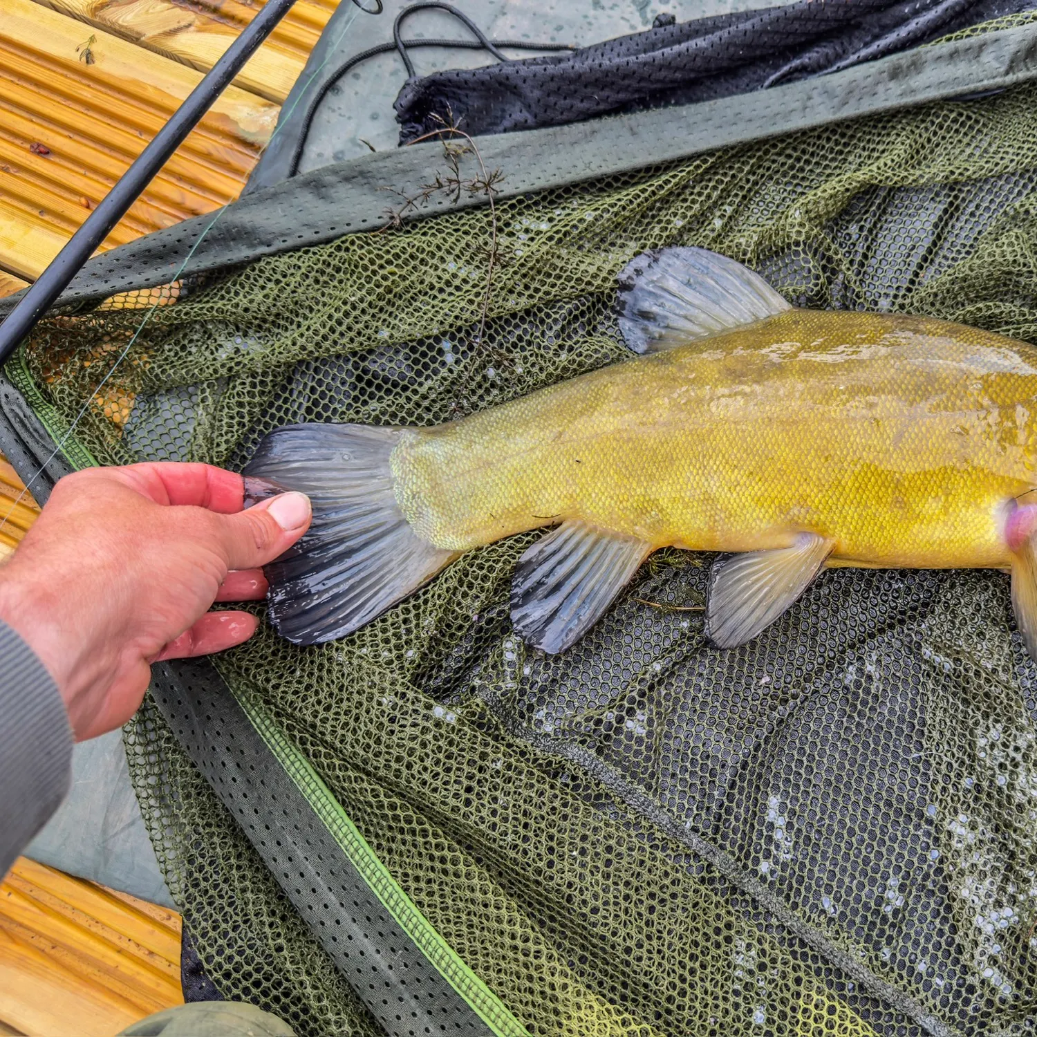 Tench caught on Fishbrain