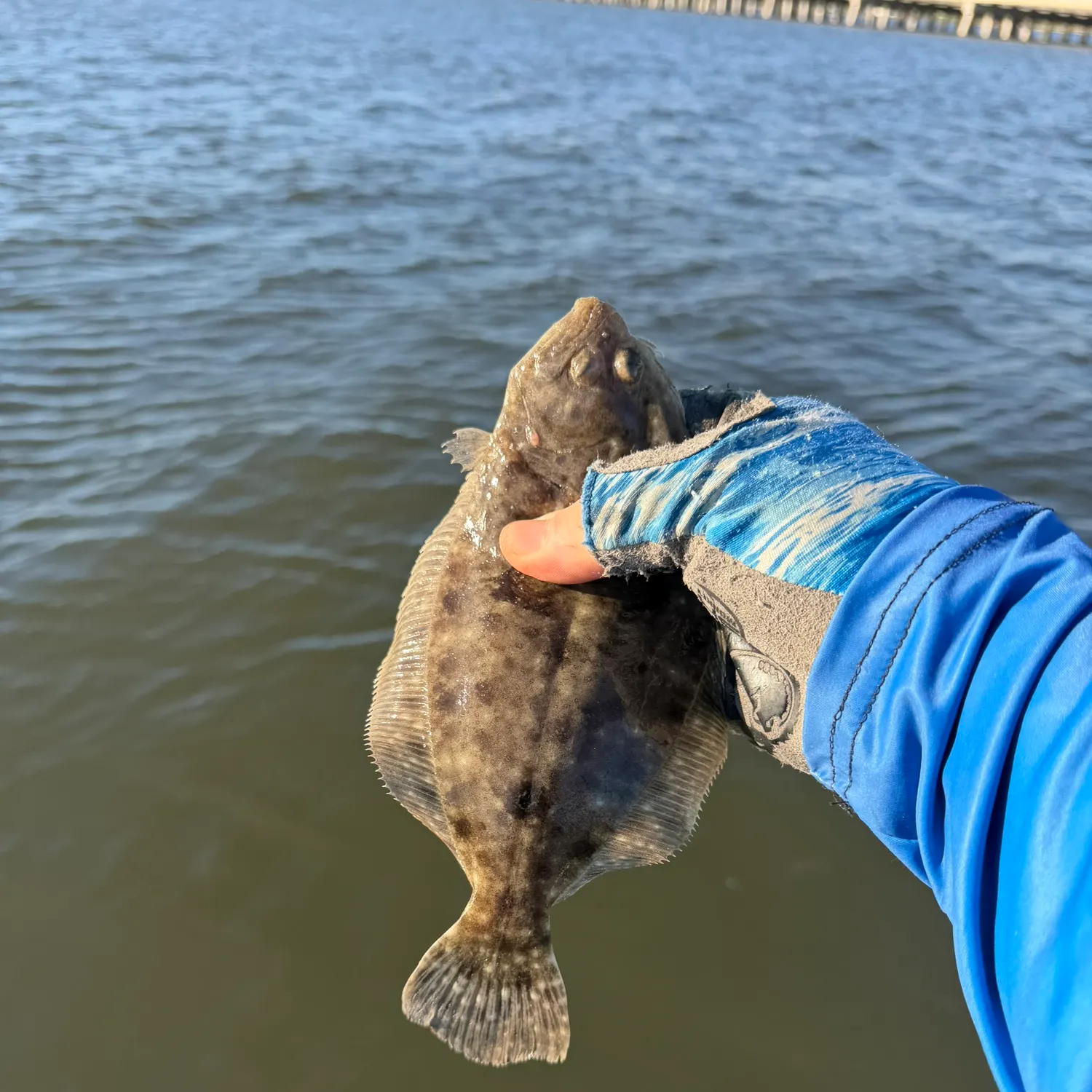 The most recent Summer flounder catches on Fishbrain