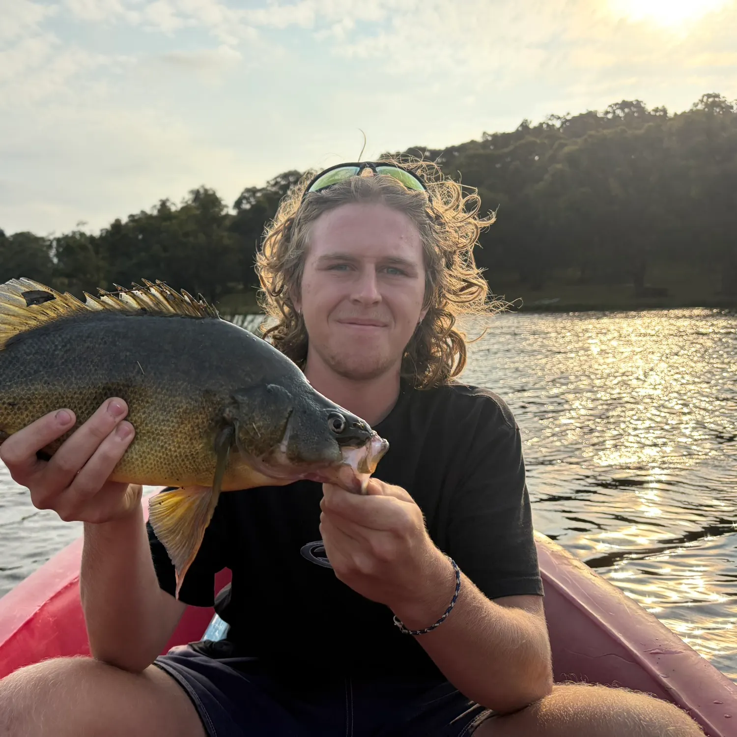 The most recent Golden perch catches on Fishbrain