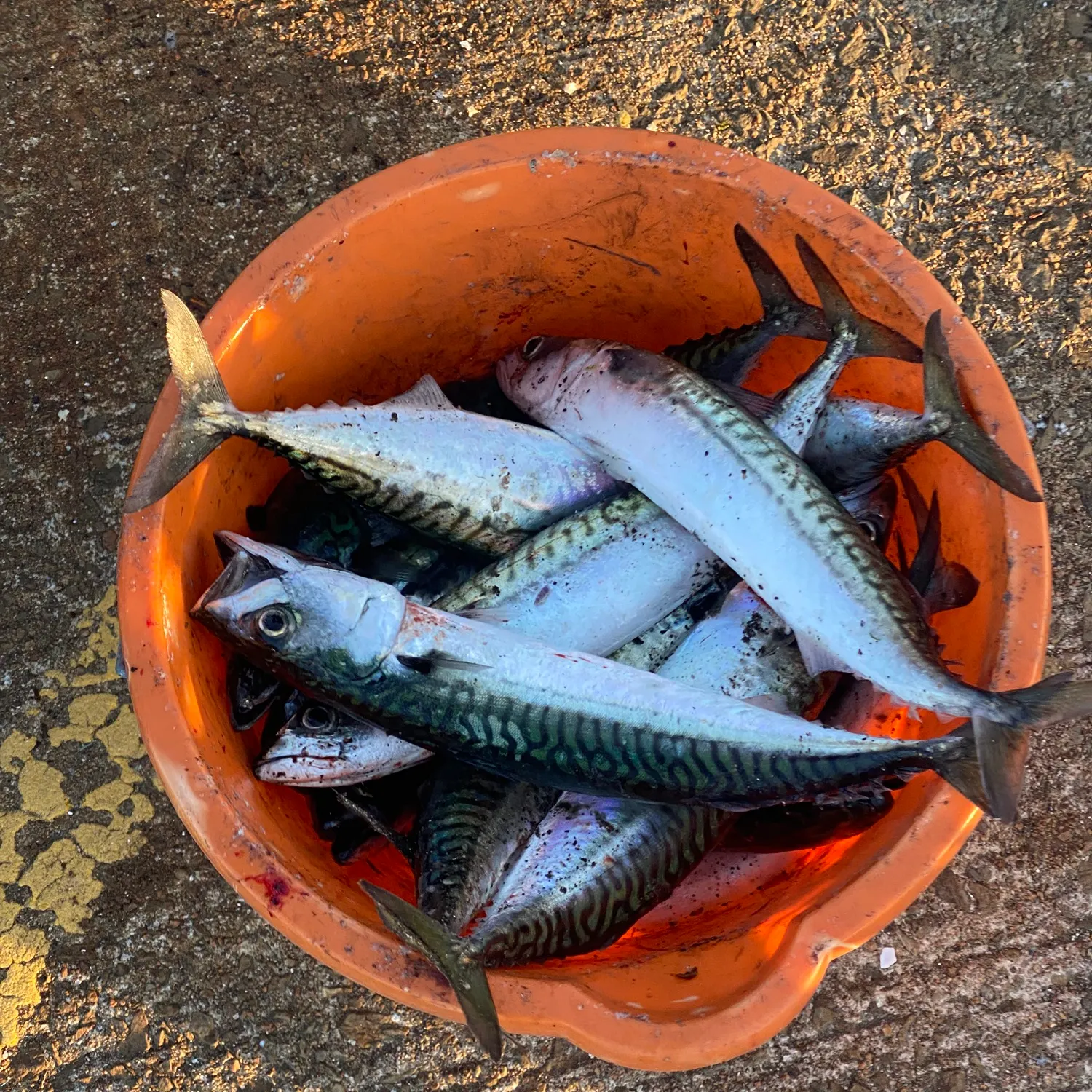 Atlantic mackerel caught on Fishbrain
