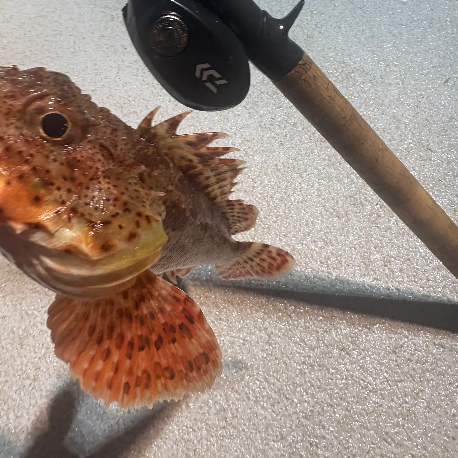 The most recent California scorpionfish catches on Fishbrain