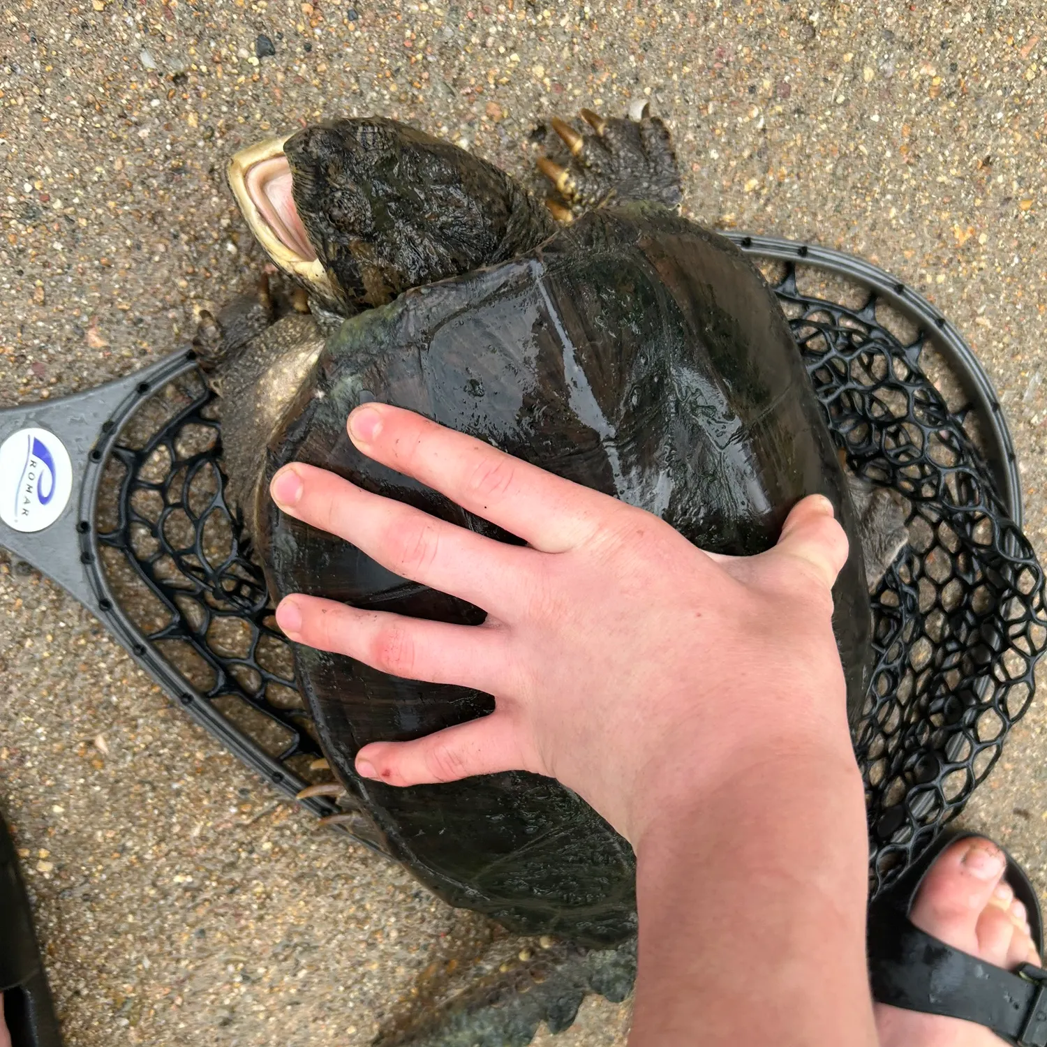 The most recent Common snapping turtle catches on Fishbrain