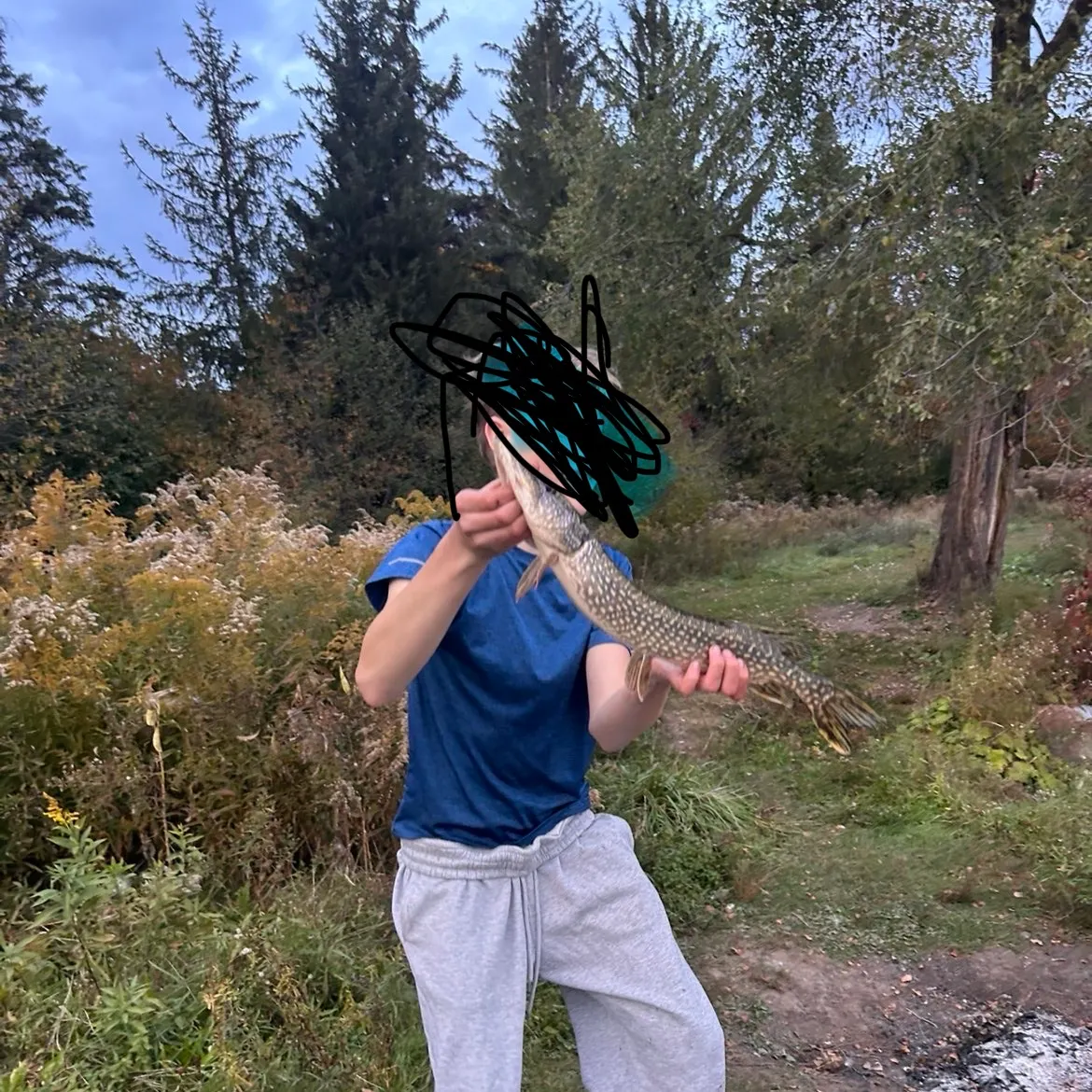 Northern pike caught on Fishbrain