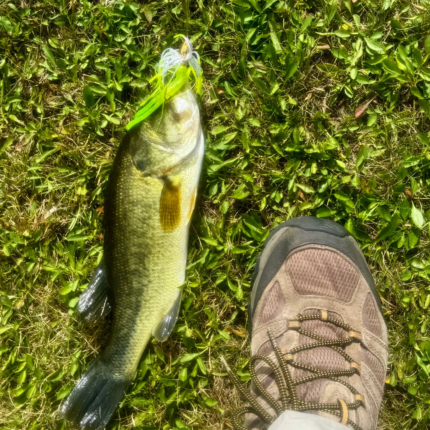 Largemouth bass caught on Fishbrain