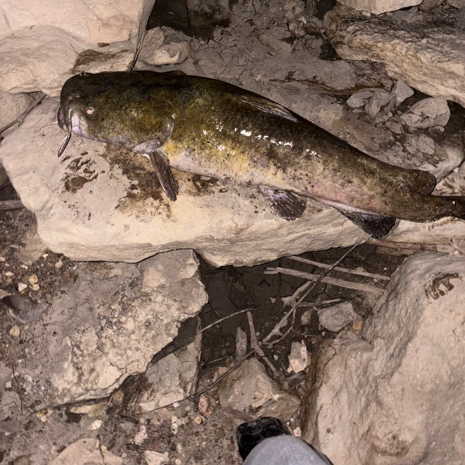 catch
