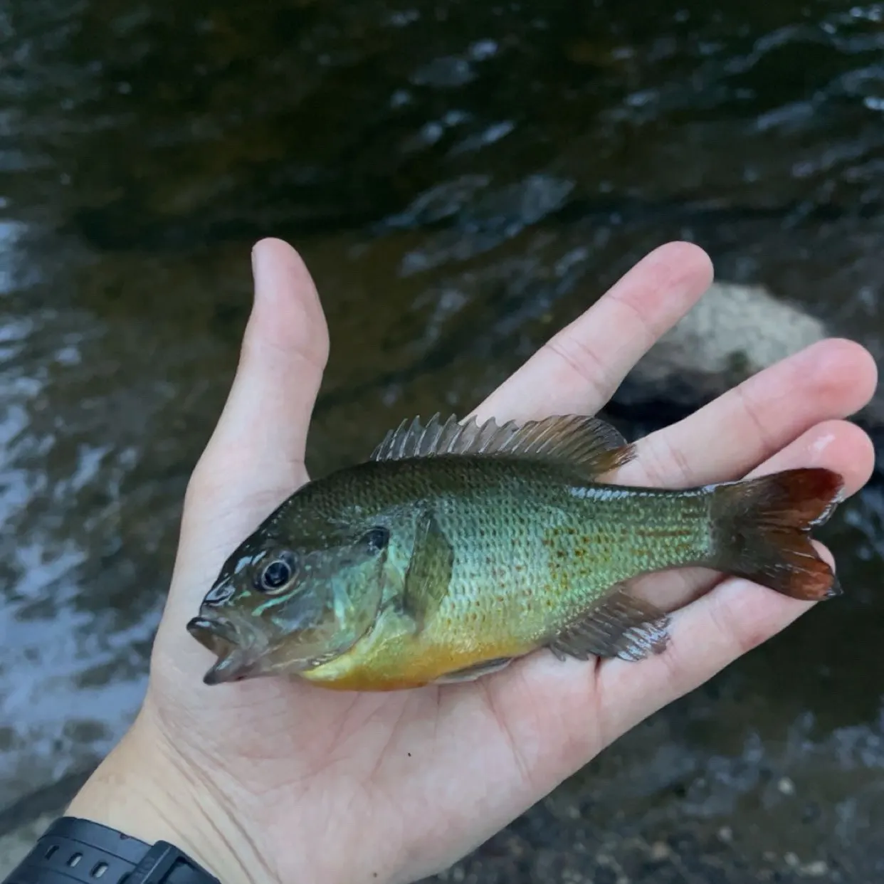 Redbreast sunfish caught on Fishbrain