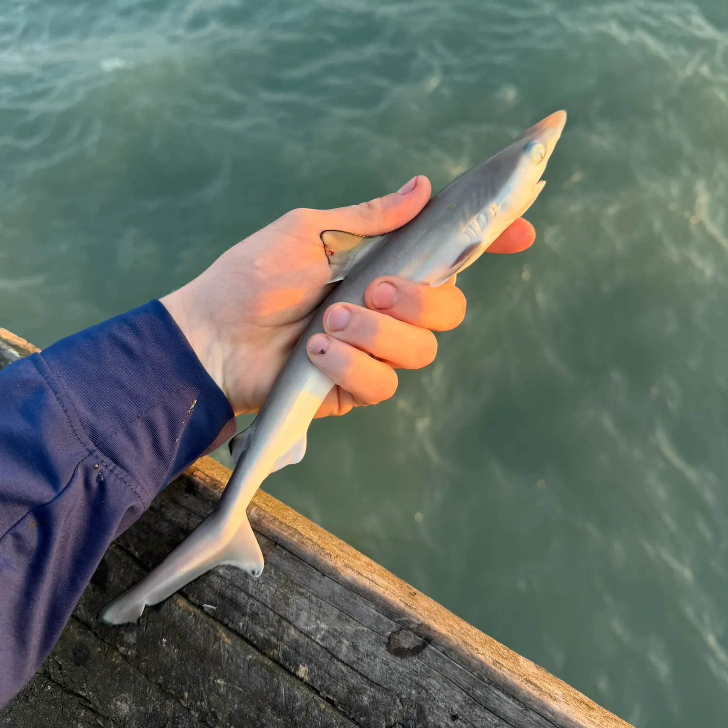 The most recent Dusky smooth-hound catches on Fishbrain