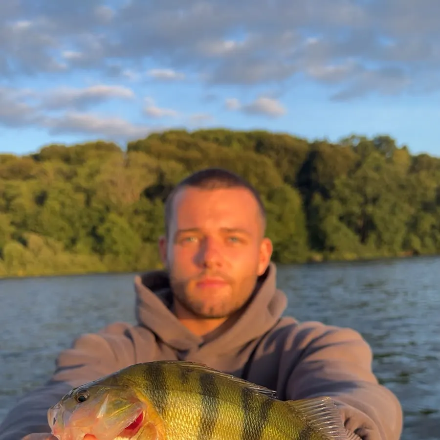 European perch caught on Fishbrain