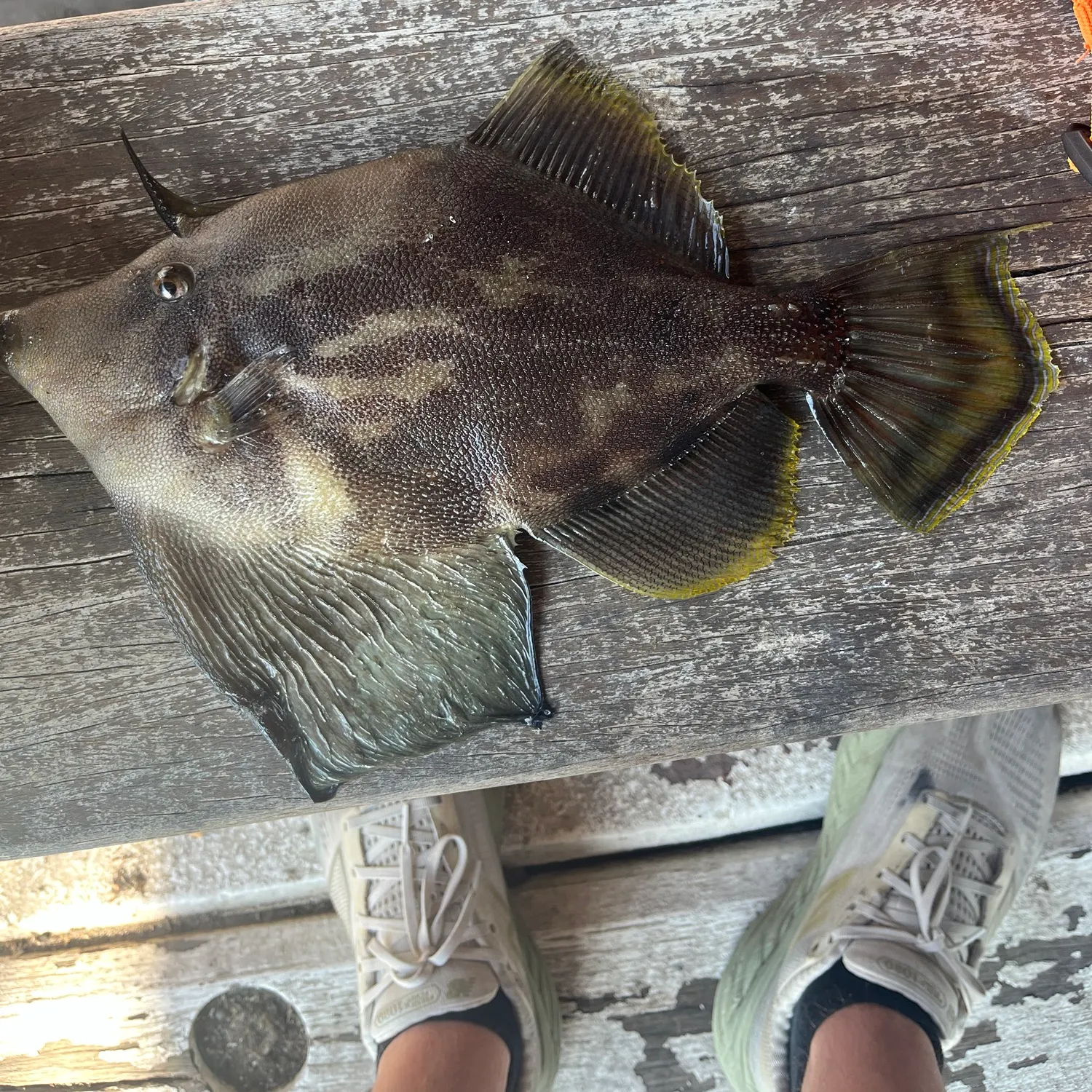 Fan-bellied leatherjacket caught on Fishbrain