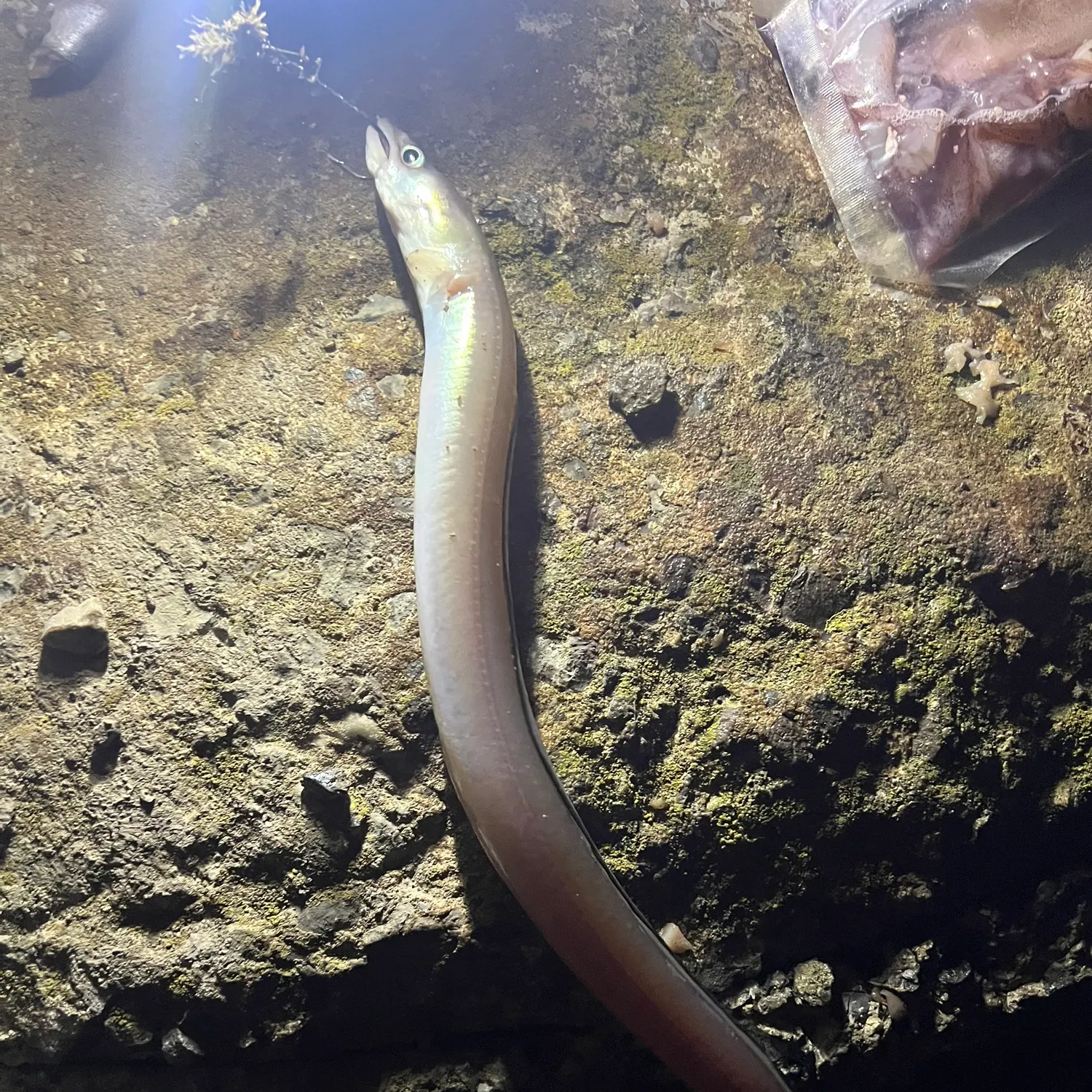 European eel caught on Fishbrain