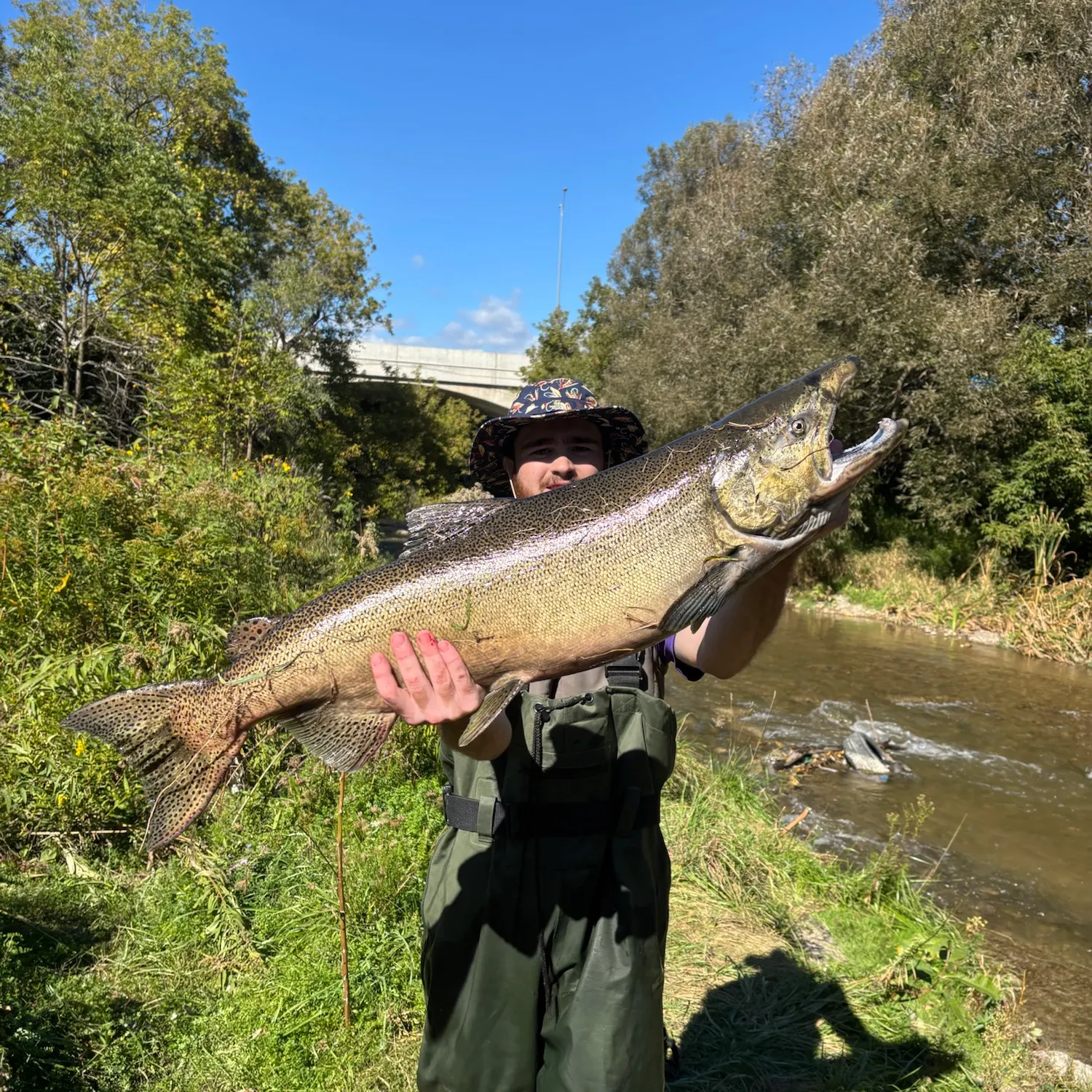 Chinook salmon caught on Fishbrain
