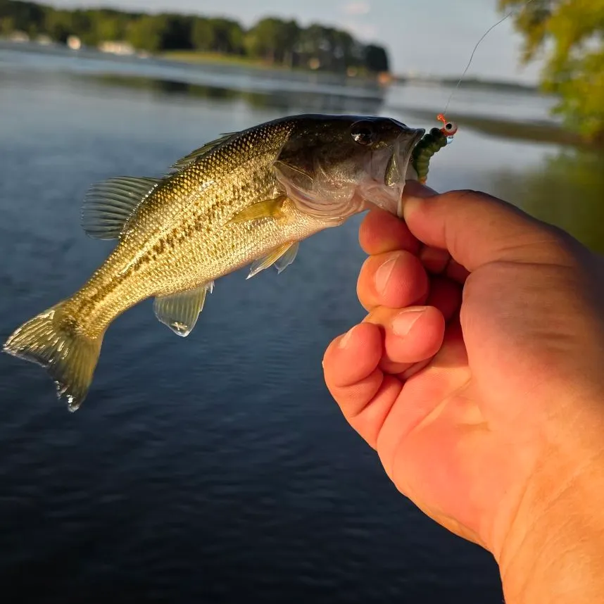 Largemouth bass caught on Fishbrain