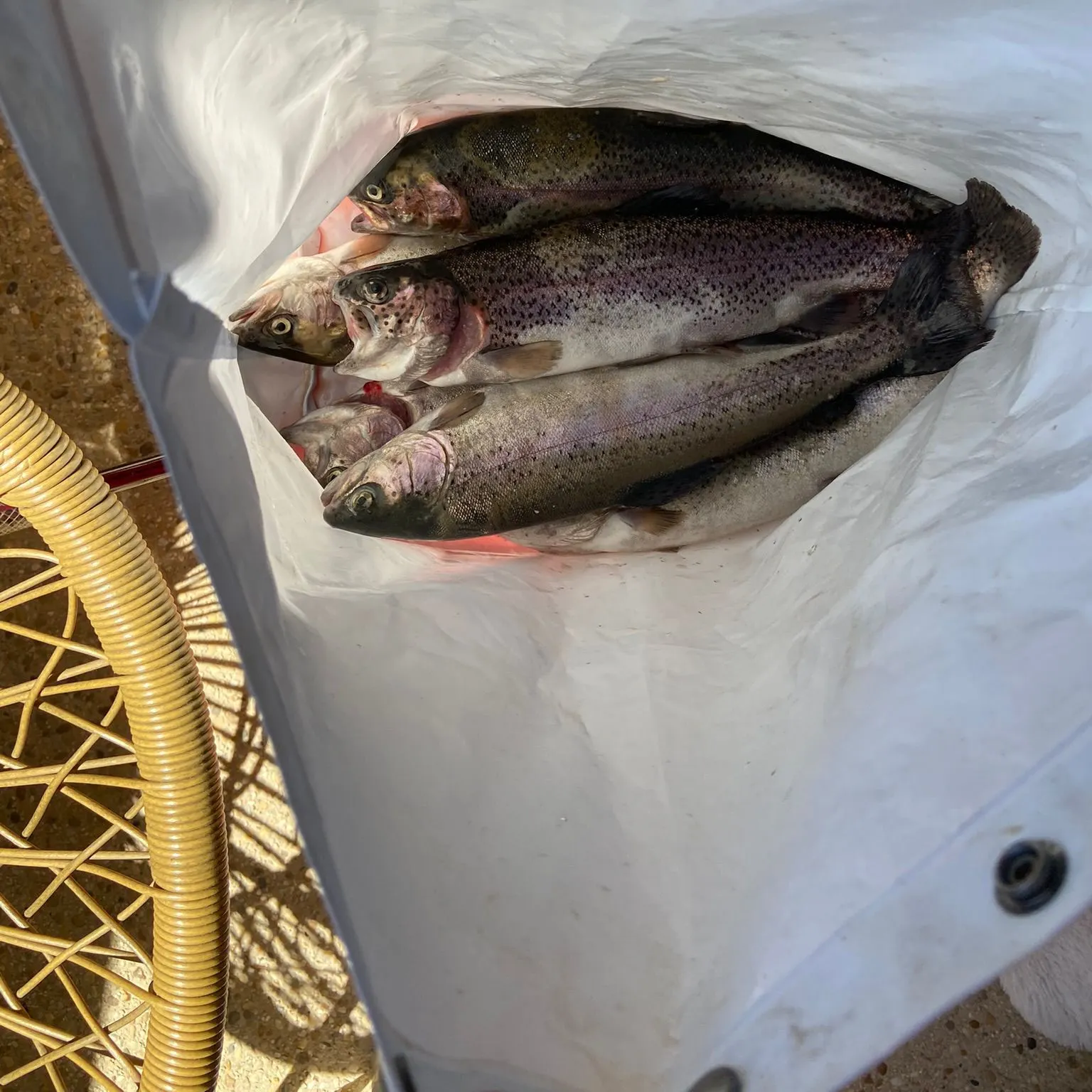 Rainbow trout caught on Fishbrain