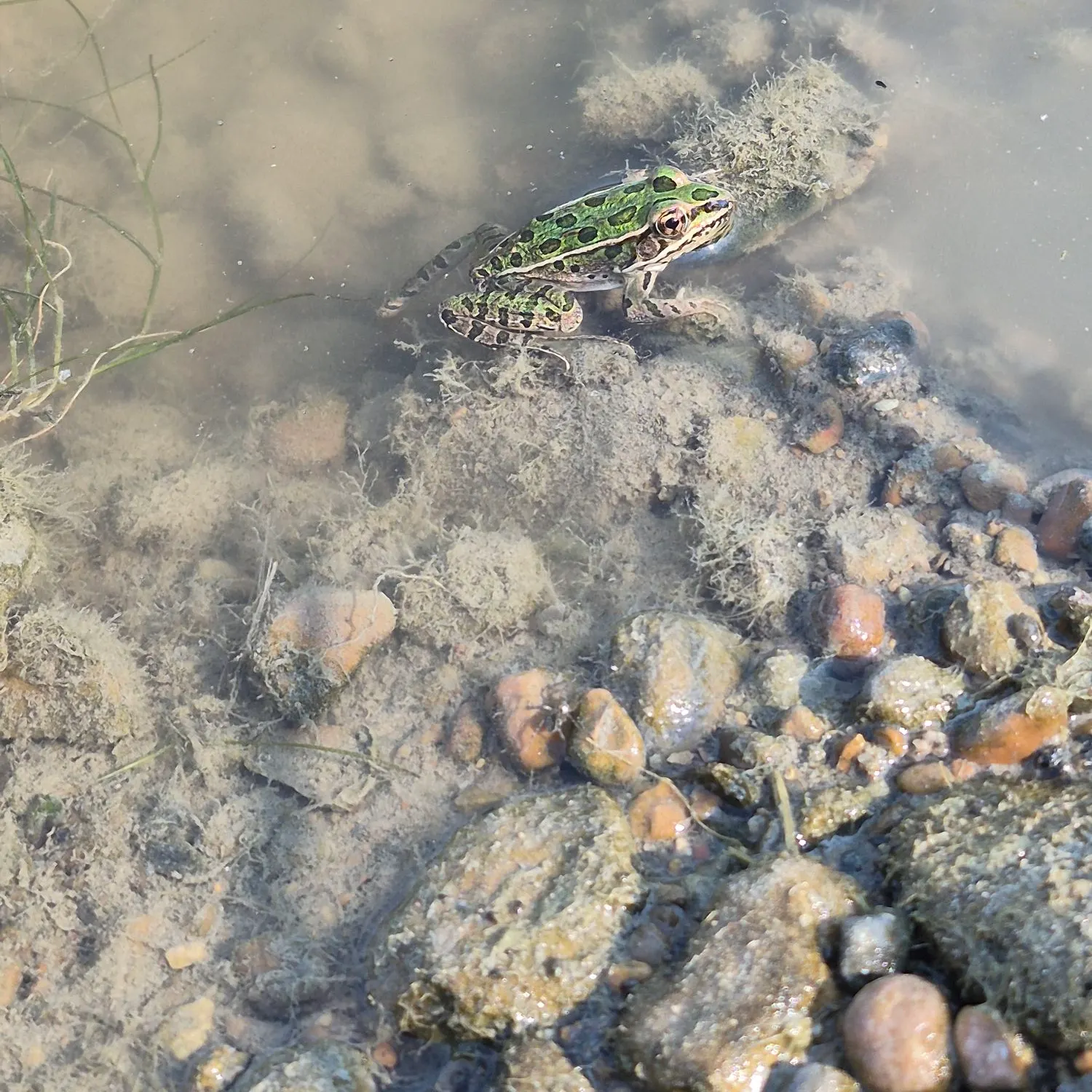 The most recent Northern leopard frog catches on Fishbrain
