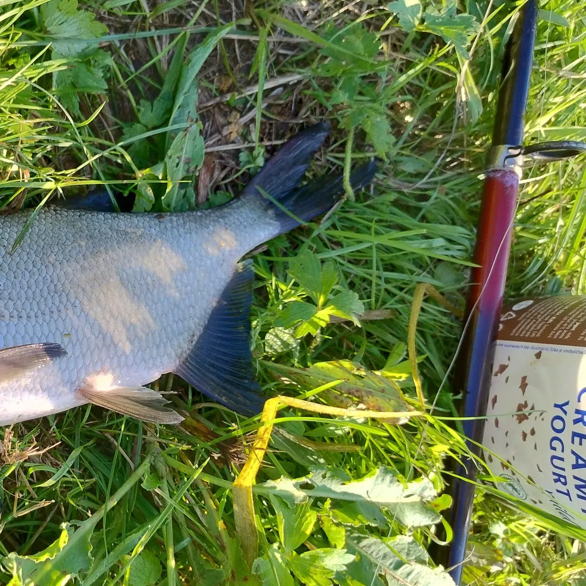 The most recent Common bream catches on Fishbrain
