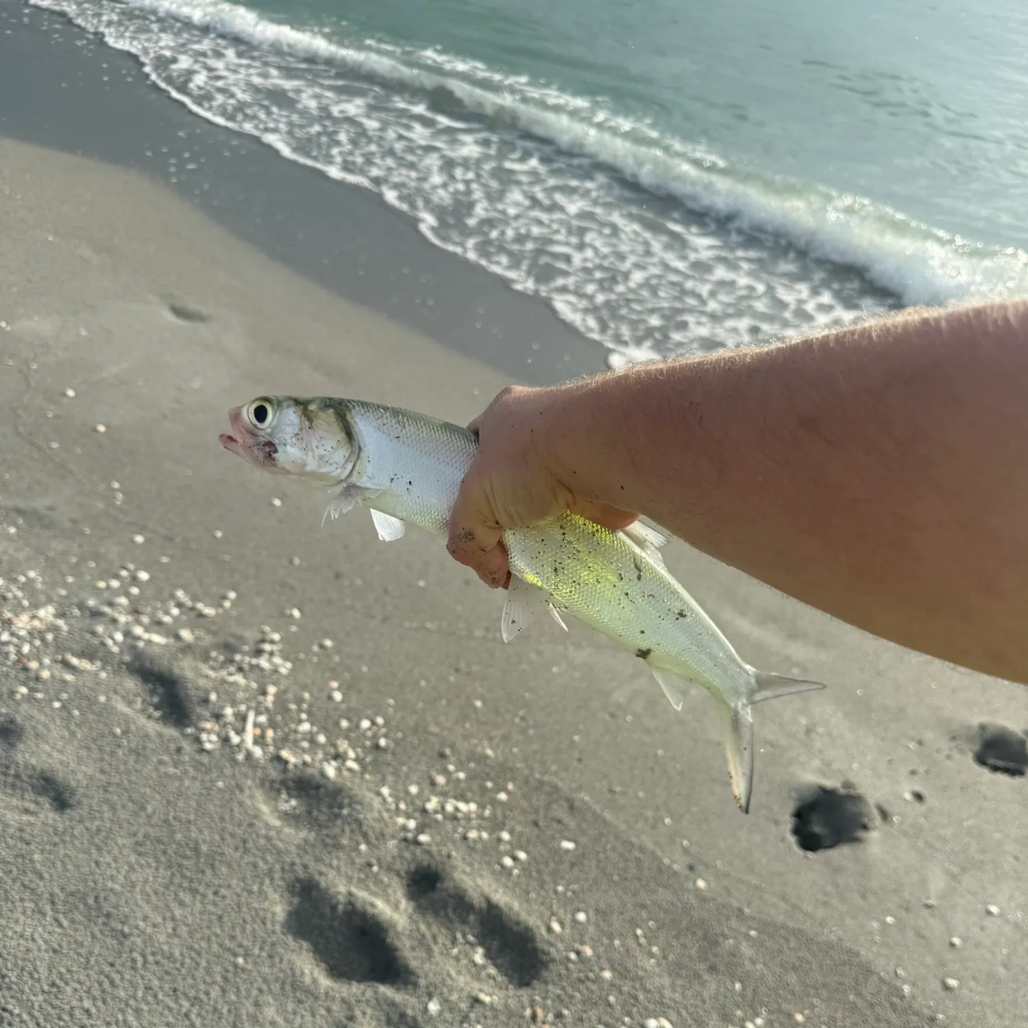 Ladyfish caught on Fishbrain