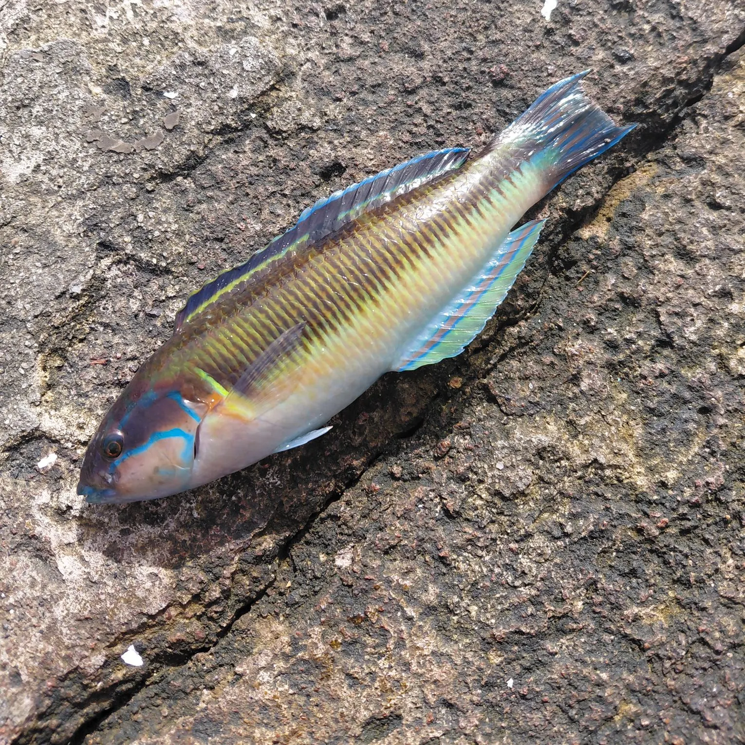 The most recent Ornate wrasse catches on Fishbrain