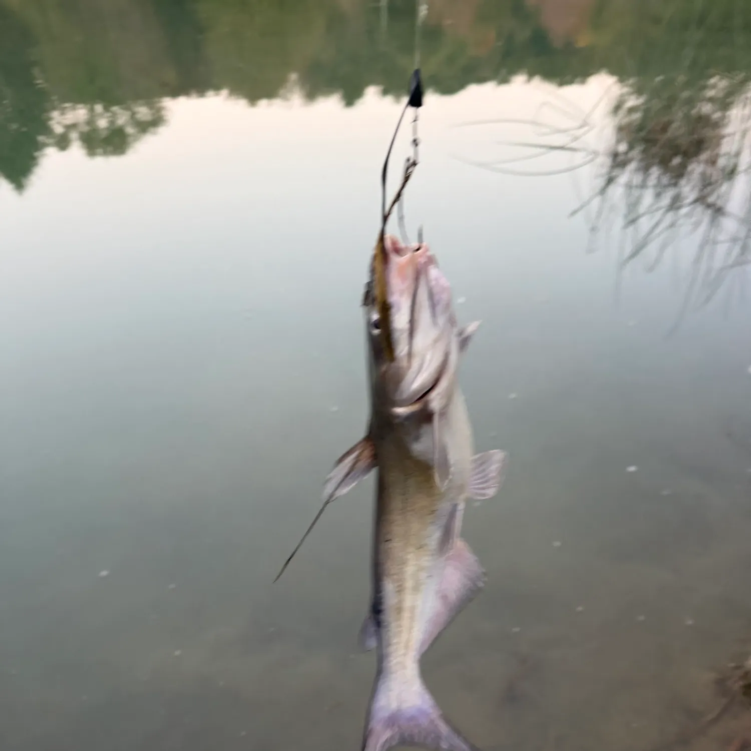 Channel catfish caught on Fishbrain