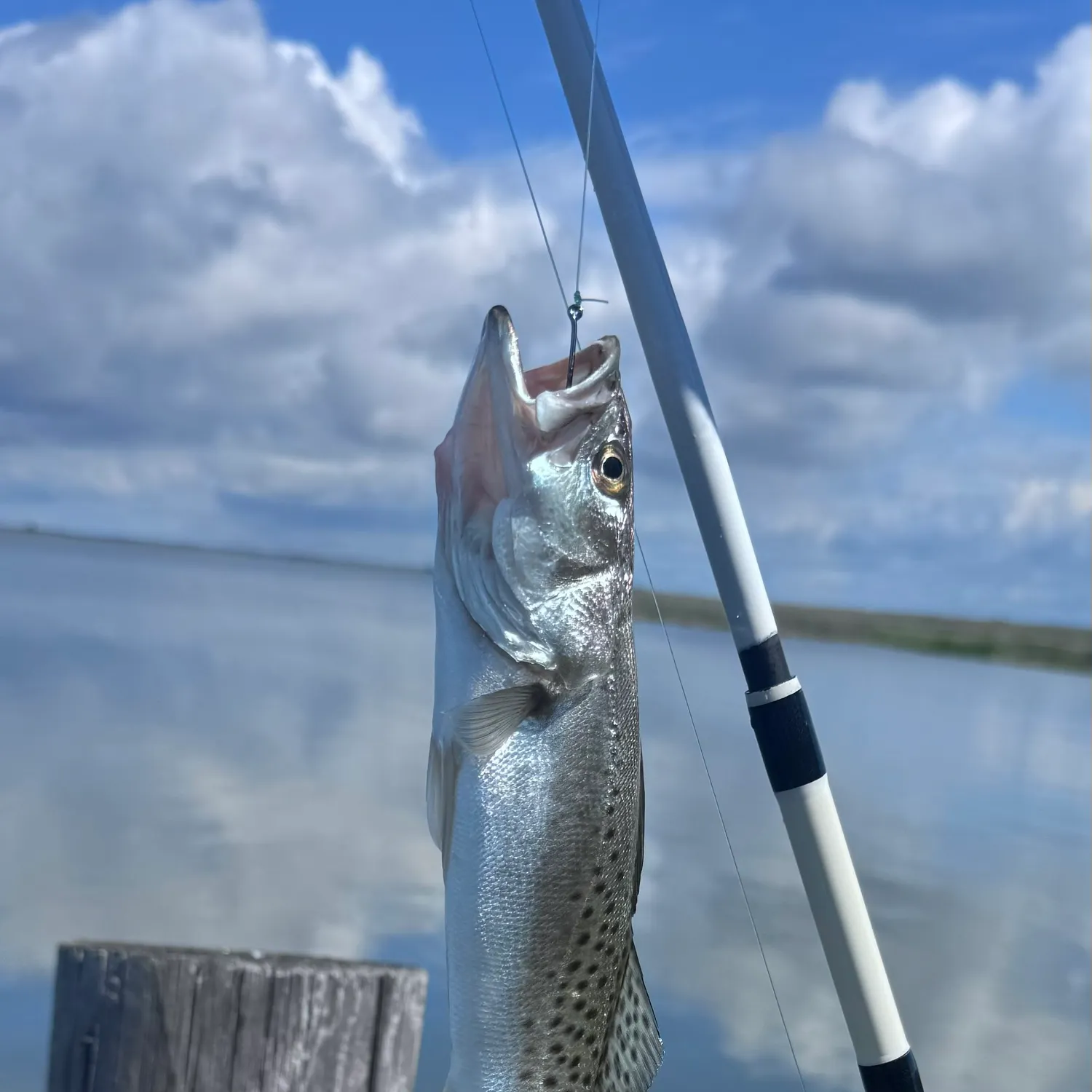 Spotted seatrout caught on Fishbrain