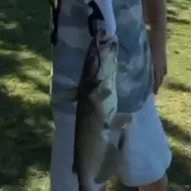 Channel catfish caught on Fishbrain