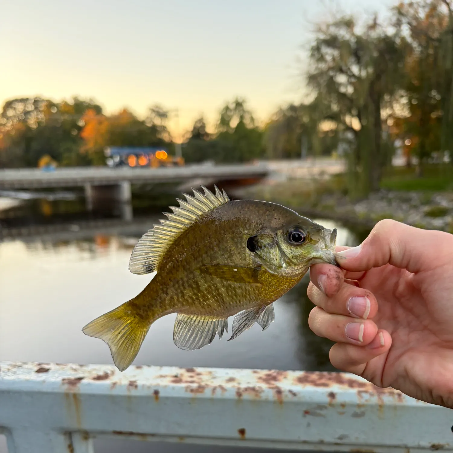 Bluegill caught on Fishbrain