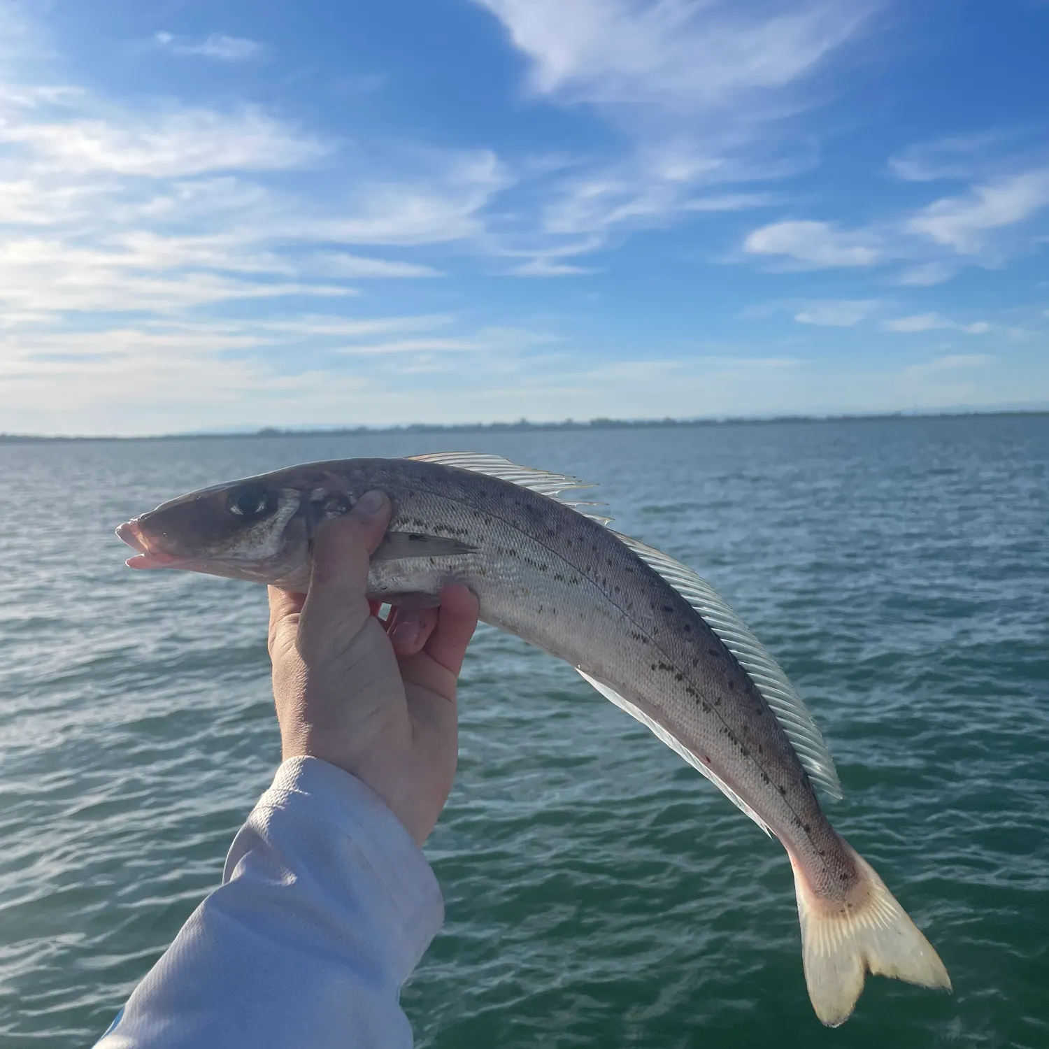 The most popular recent King George whiting catch on Fishbrain