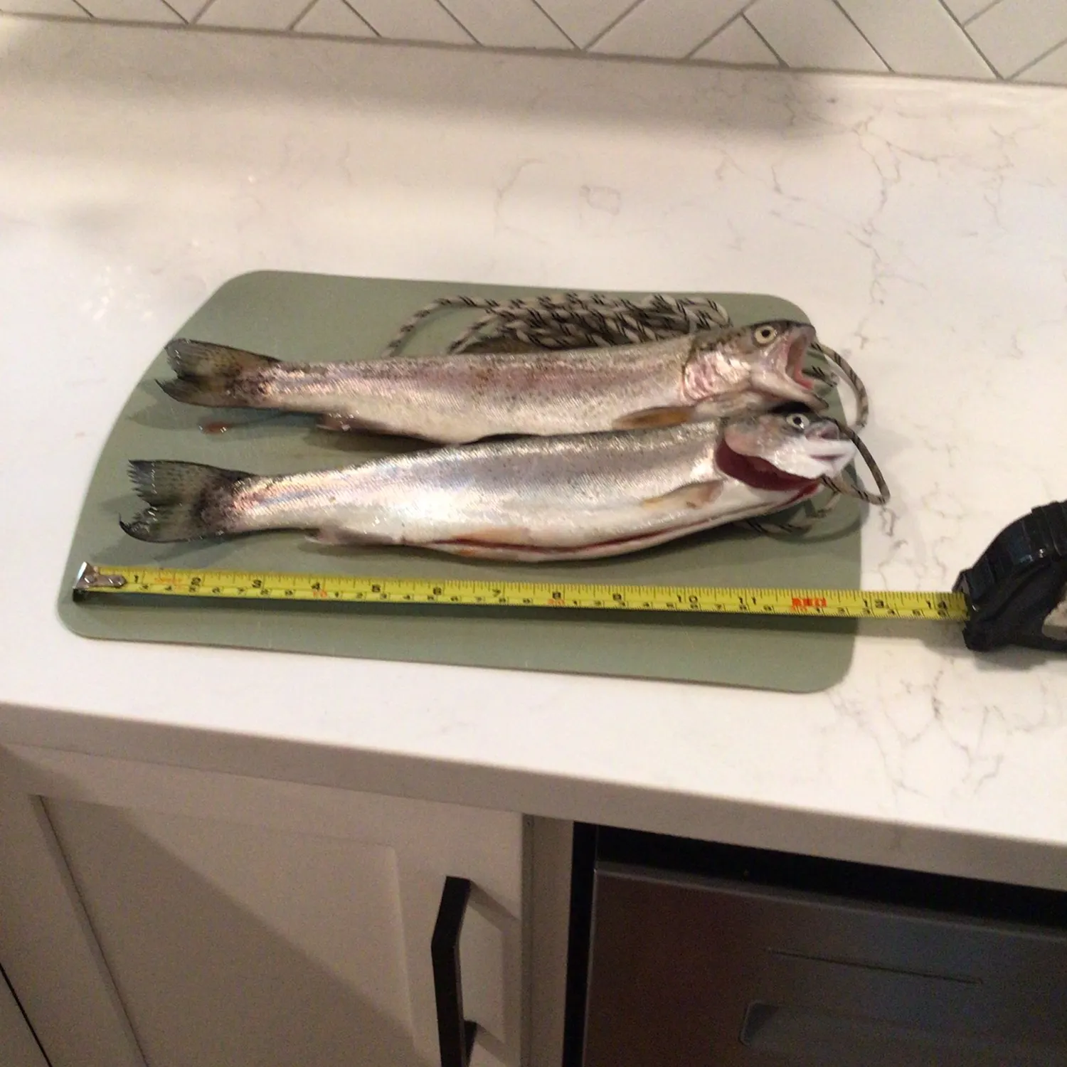 recently logged catches