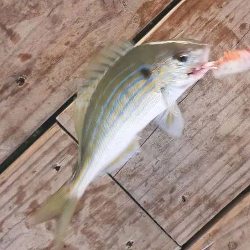 The most recent Pinfish catches on Fishbrain